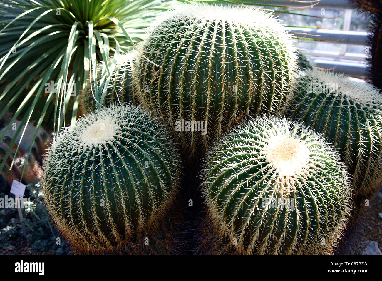 Golden Barrel Cactus, (bateau à quille ) originaire du centre du Mexique. Banque D'Images