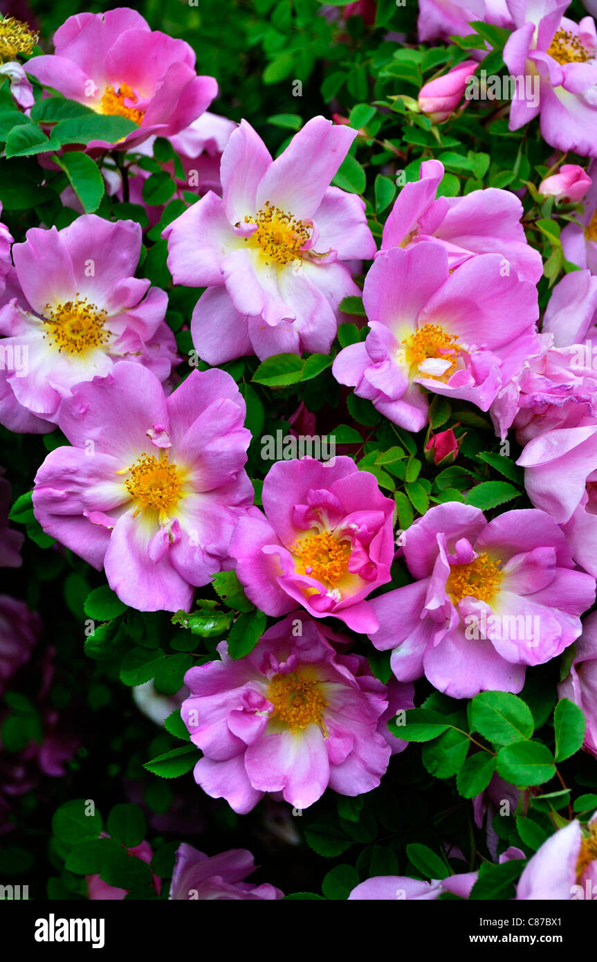 Rose Marguerite Hilling, Rosa moyesii hybride (Thomas Hilling en 1959). Banque D'Images