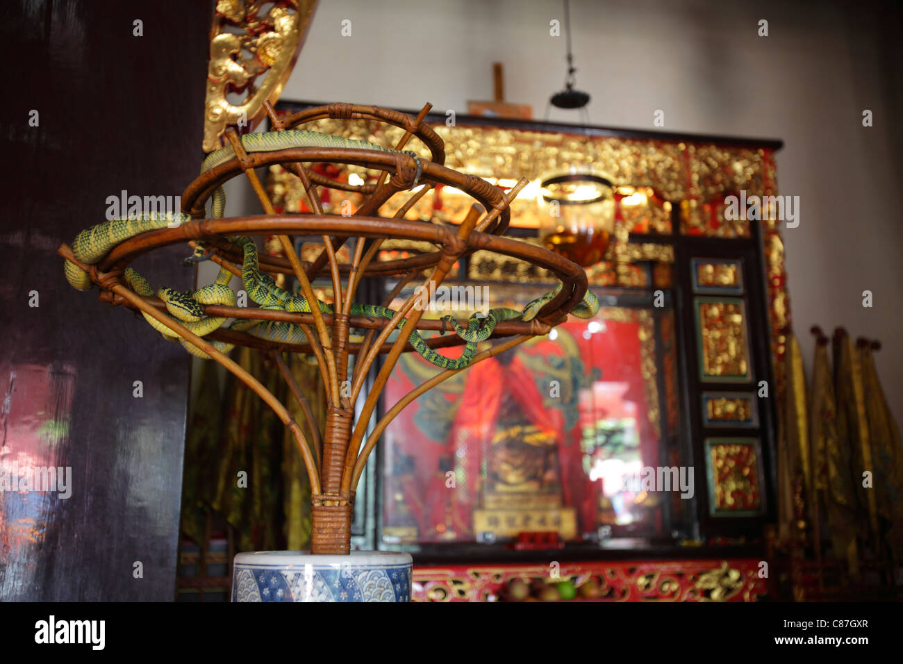 Les Crotalidés dans le cloud Azure de Snake Temple, Bayan Lepas, Penang, Malaisie Banque D'Images