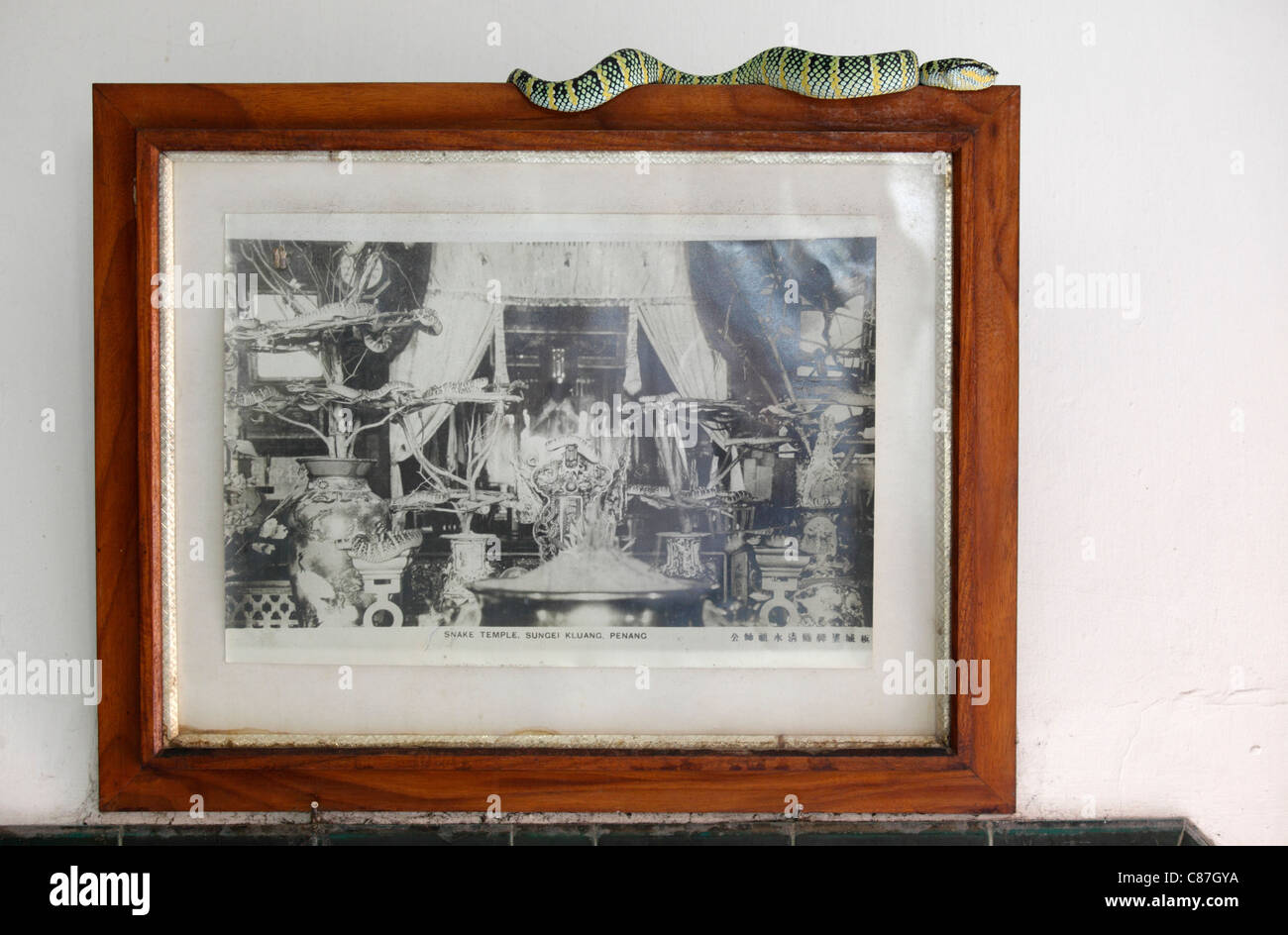 Les Crotalidés dans le cloud Azure de Snake Temple, Bayan Lepas, Penang, Malaisie Banque D'Images