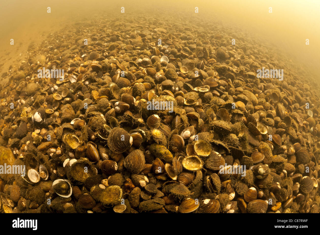 Palourdes asiatique (Corbicula sp) au bas de la rivière Allier. Ces bivalves d'eau douce peut être considérée comme une espèce envahissante Banque D'Images