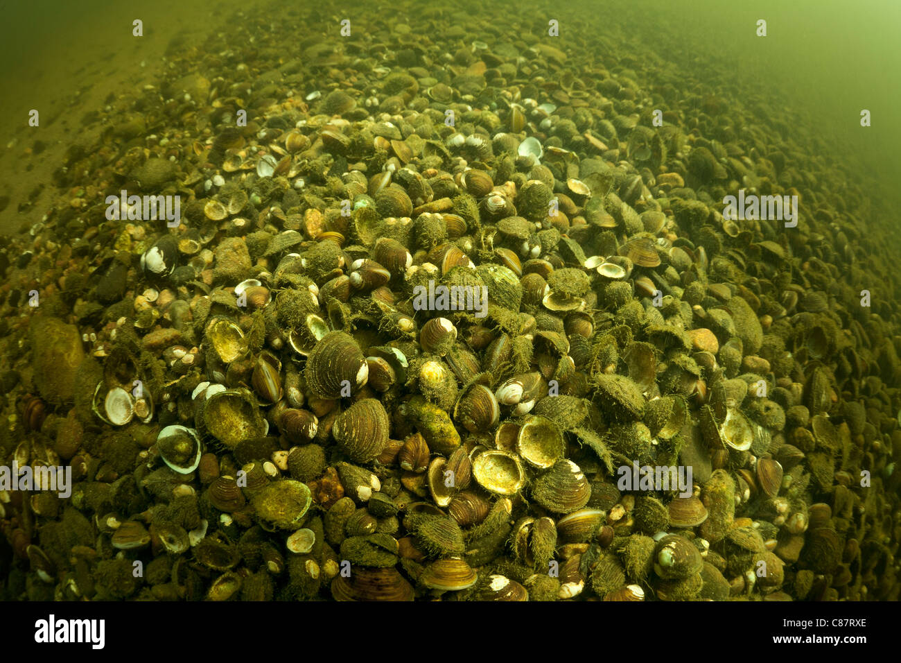 Coquillage bivalve Banque de photographies et d’images à haute — free download