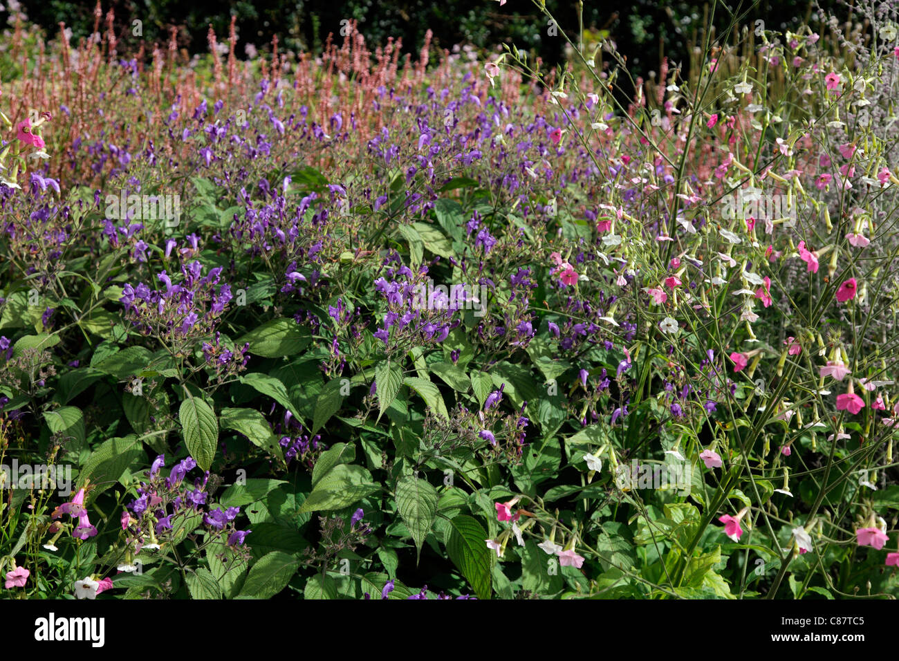 Nicotiana mutabilis avec Strobilanthes wallichii et Perovskia 'Blue Spire' Banque D'Images