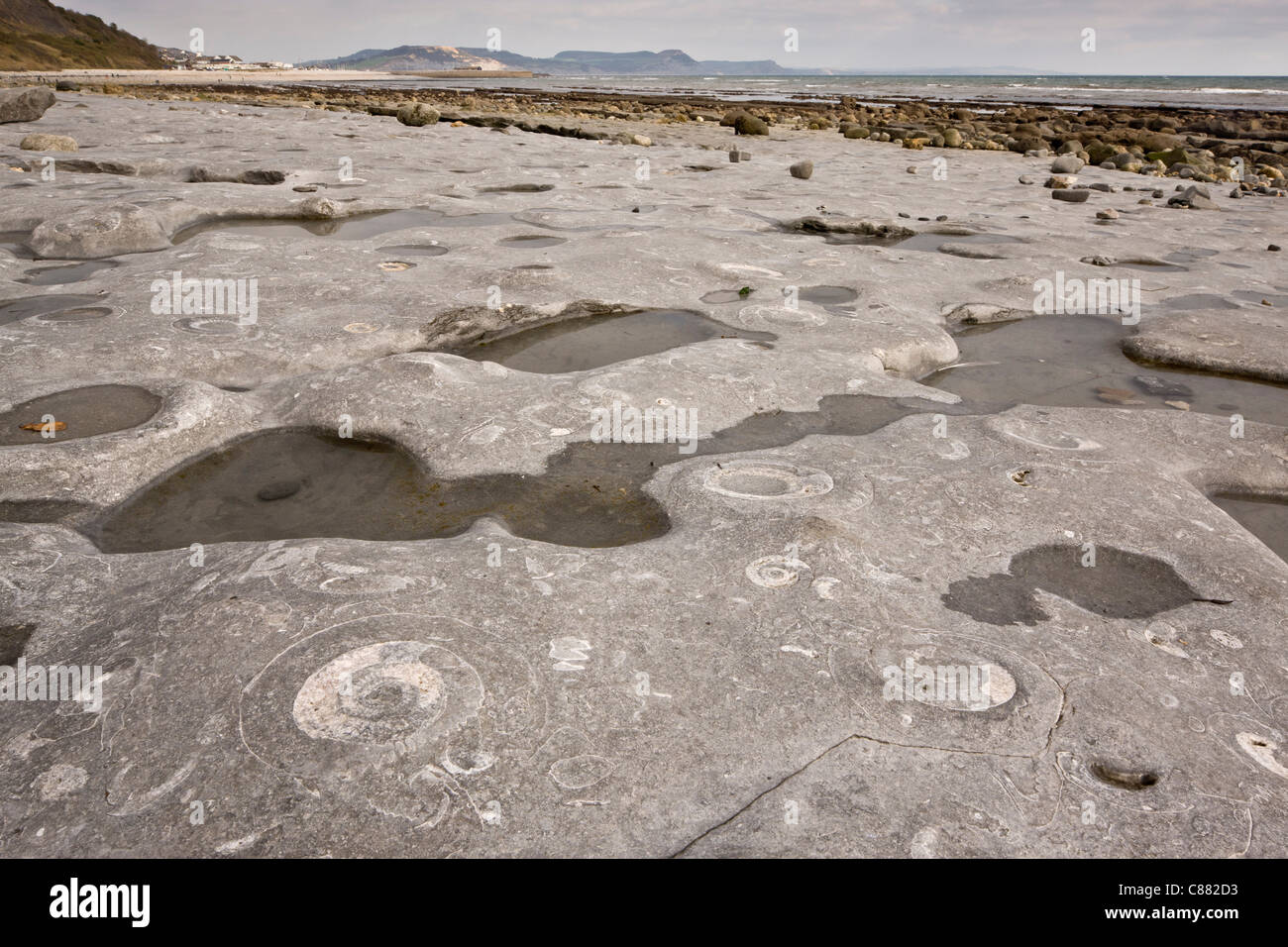 Grandes ammonites fossiles sur la plage près de Lyme Regis. Patrimoine de la Côte Jurassique, Dorset. Banque D'Images
