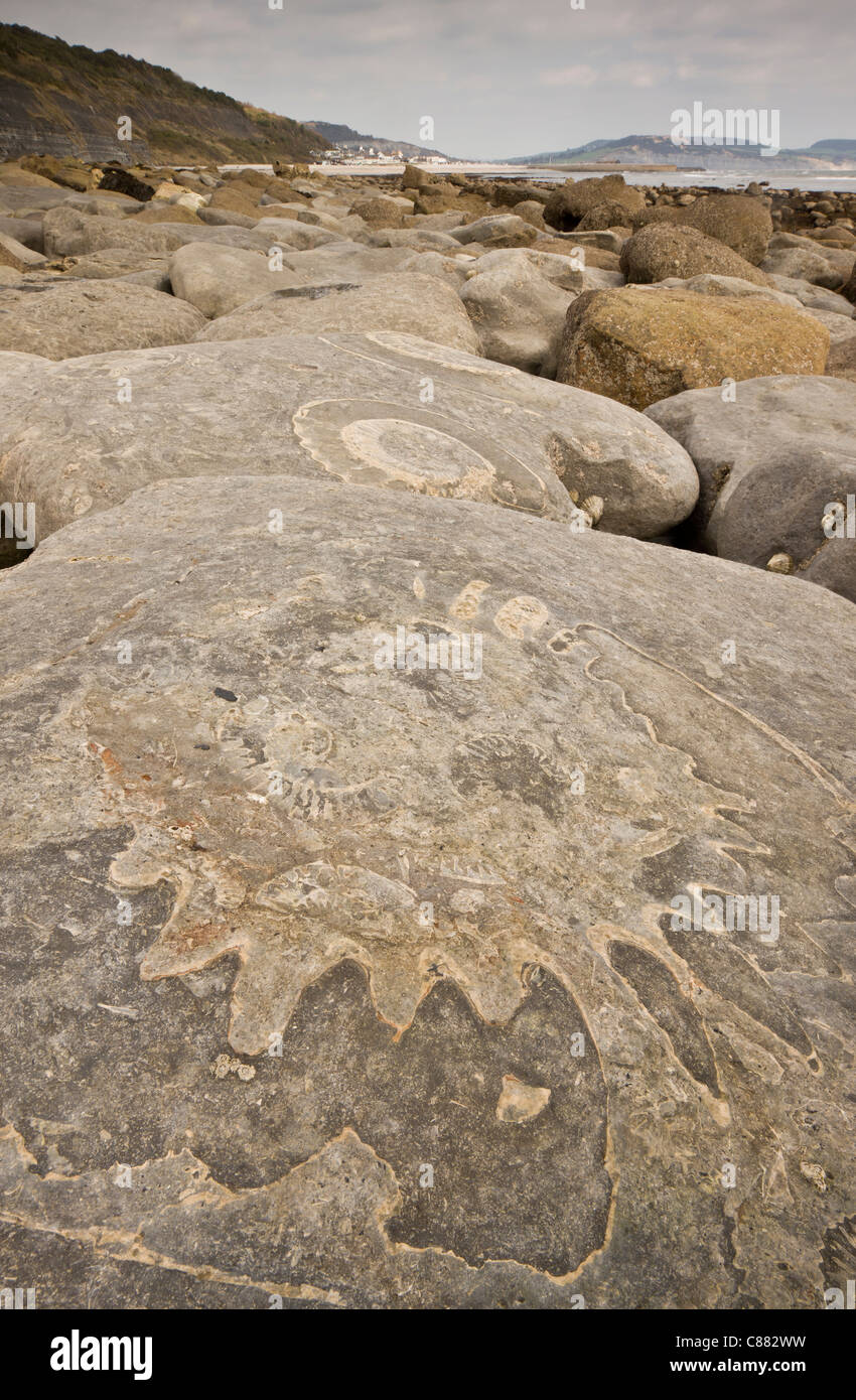 Grandes ammonites fossiles sur la plage près de Lyme Regis. Patrimoine de la Côte Jurassique, Dorset. Banque D'Images