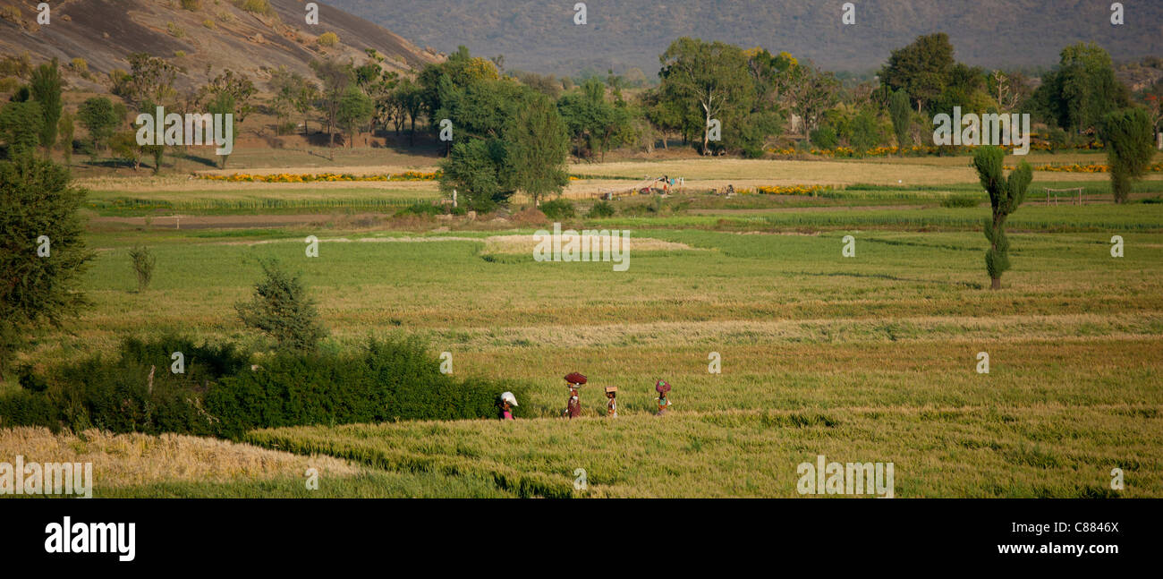 Les travailleurs agricoles dans les champs ci-dessous de montagnes Aravalli à Nimaj, Rajasthan, Inde du Nord Banque D'Images