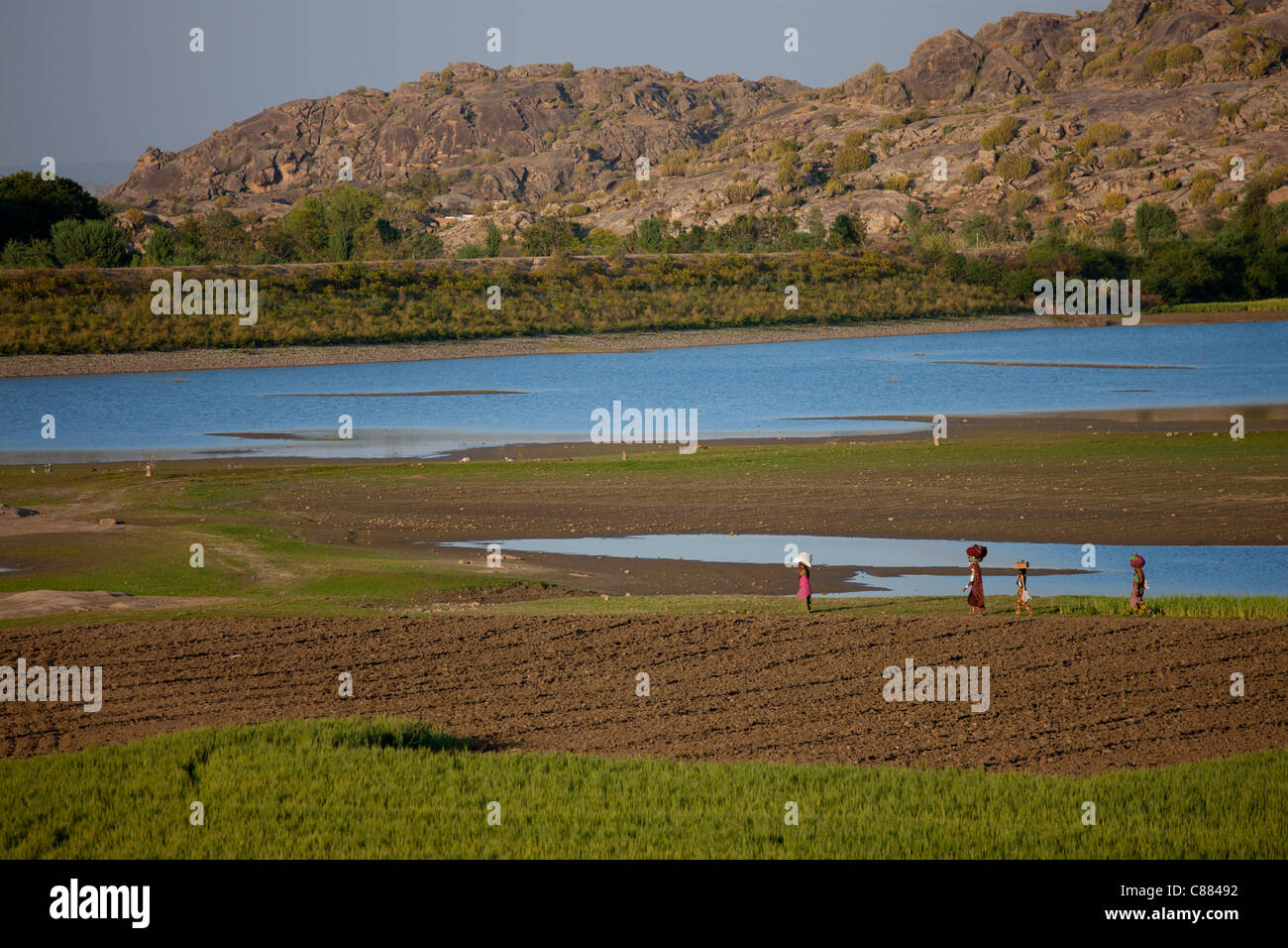 Les travailleurs agricoles dans les champs par de montagnes Aravalli à Nimaj, Rajasthan, Inde du Nord Banque D'Images