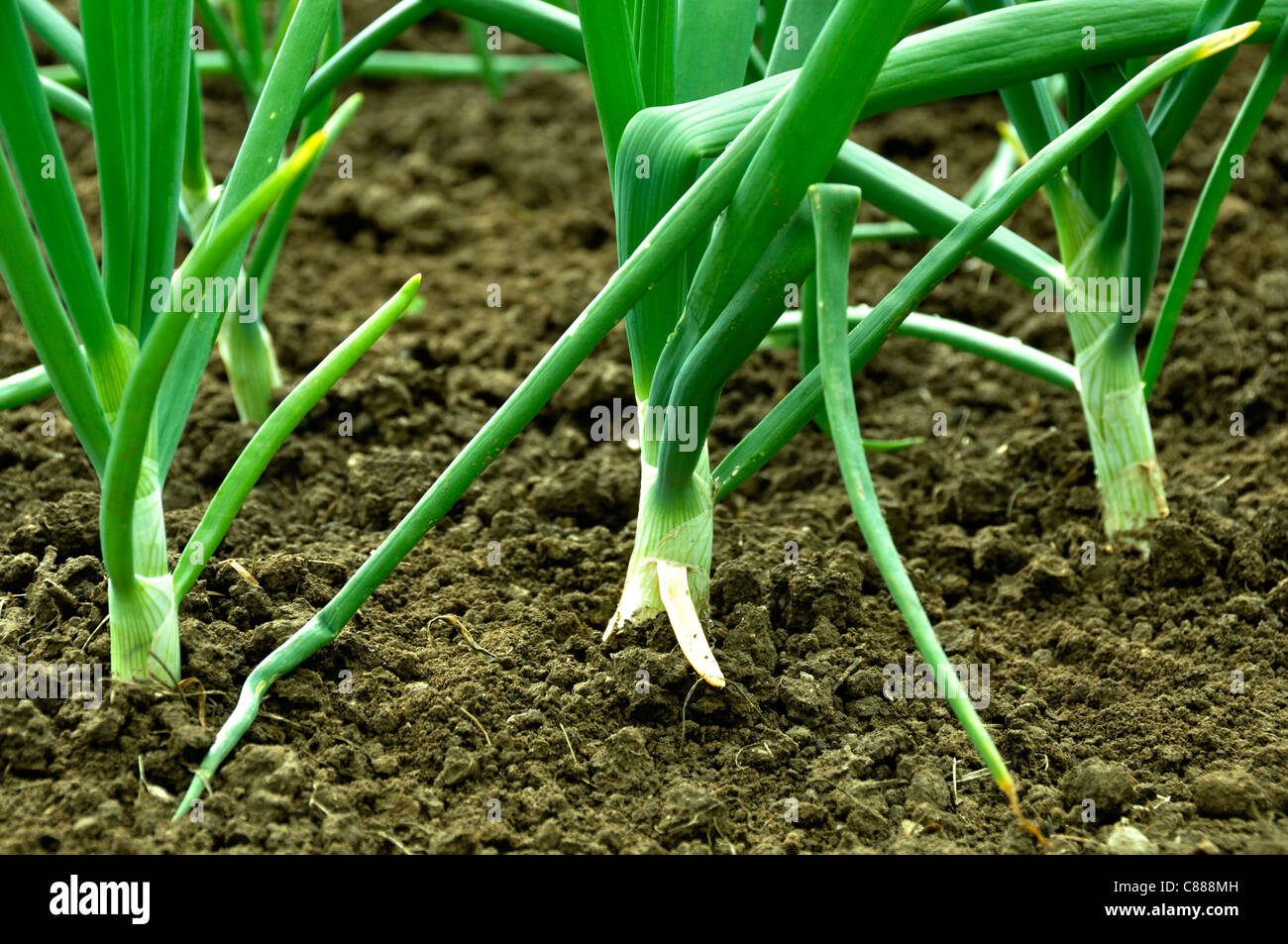 Lit mixte de l'oignon (Allium cepa), jardin potager. Banque D'Images
