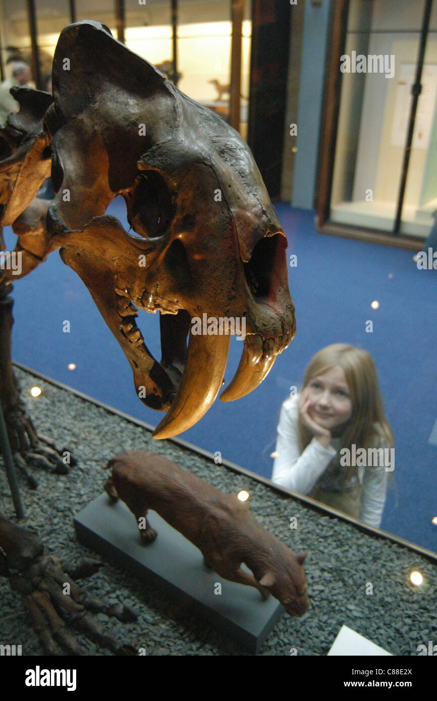 Squelette d'un chat des cavernes (Smilodon) vu au Natural History Museum de Londres, Angleterre, Royaume-Uni. Banque D'Images