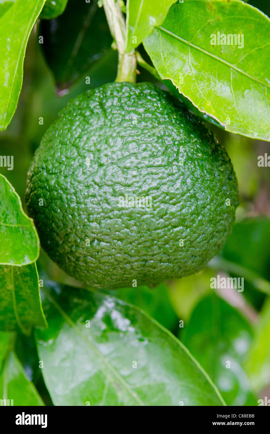Satsuma vert (Citrus unshiu) également connu sous le nom de unshu mikan, Wenzhou migan, mandarine sans pépins Banque D'Images