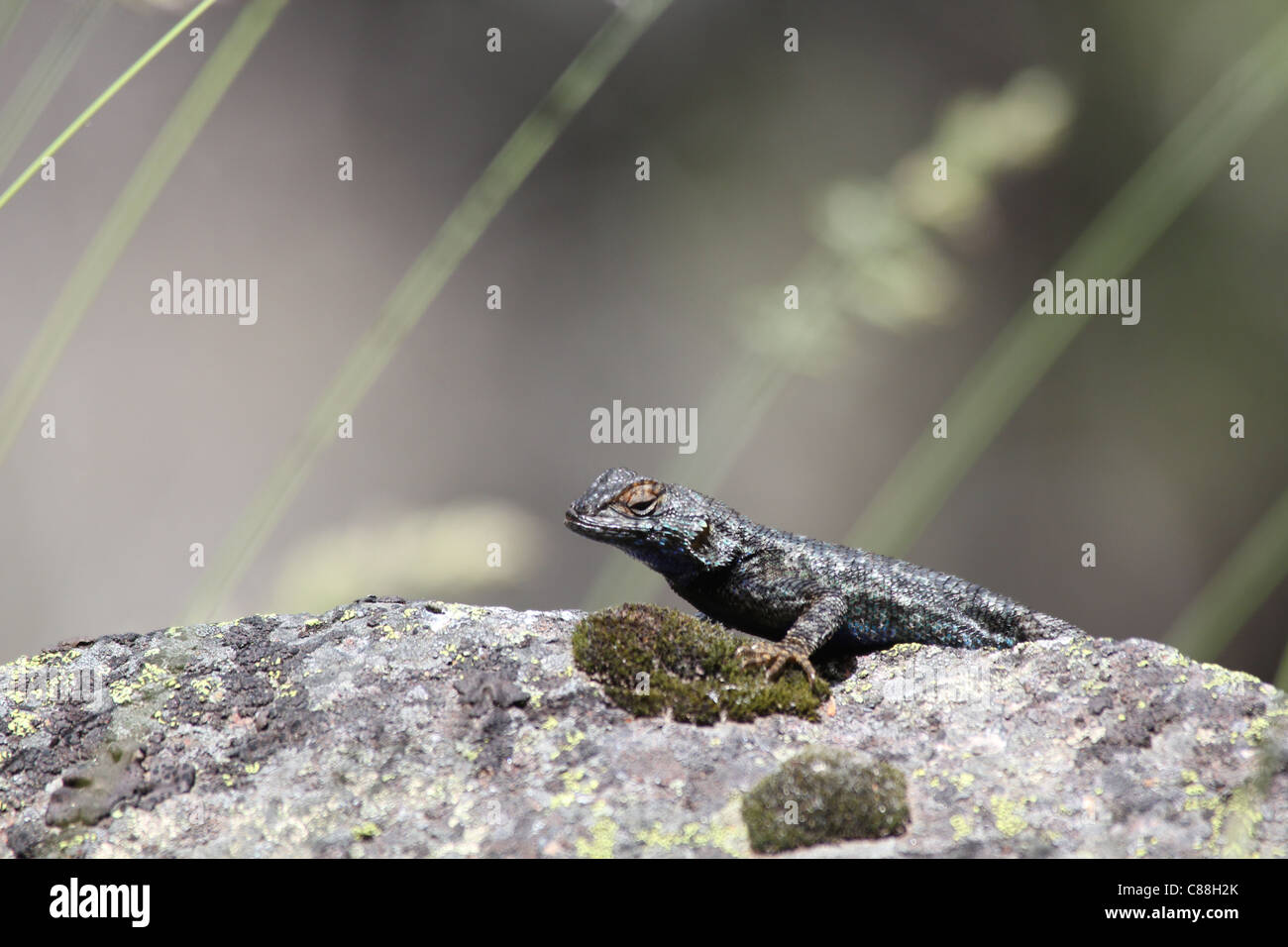 Clôture de l'ouest ou Bleu Lézard Sceloporus occidentalis (ventre) Yosemite National Park, la Sierra Nevada, en Californie Banque D'Images