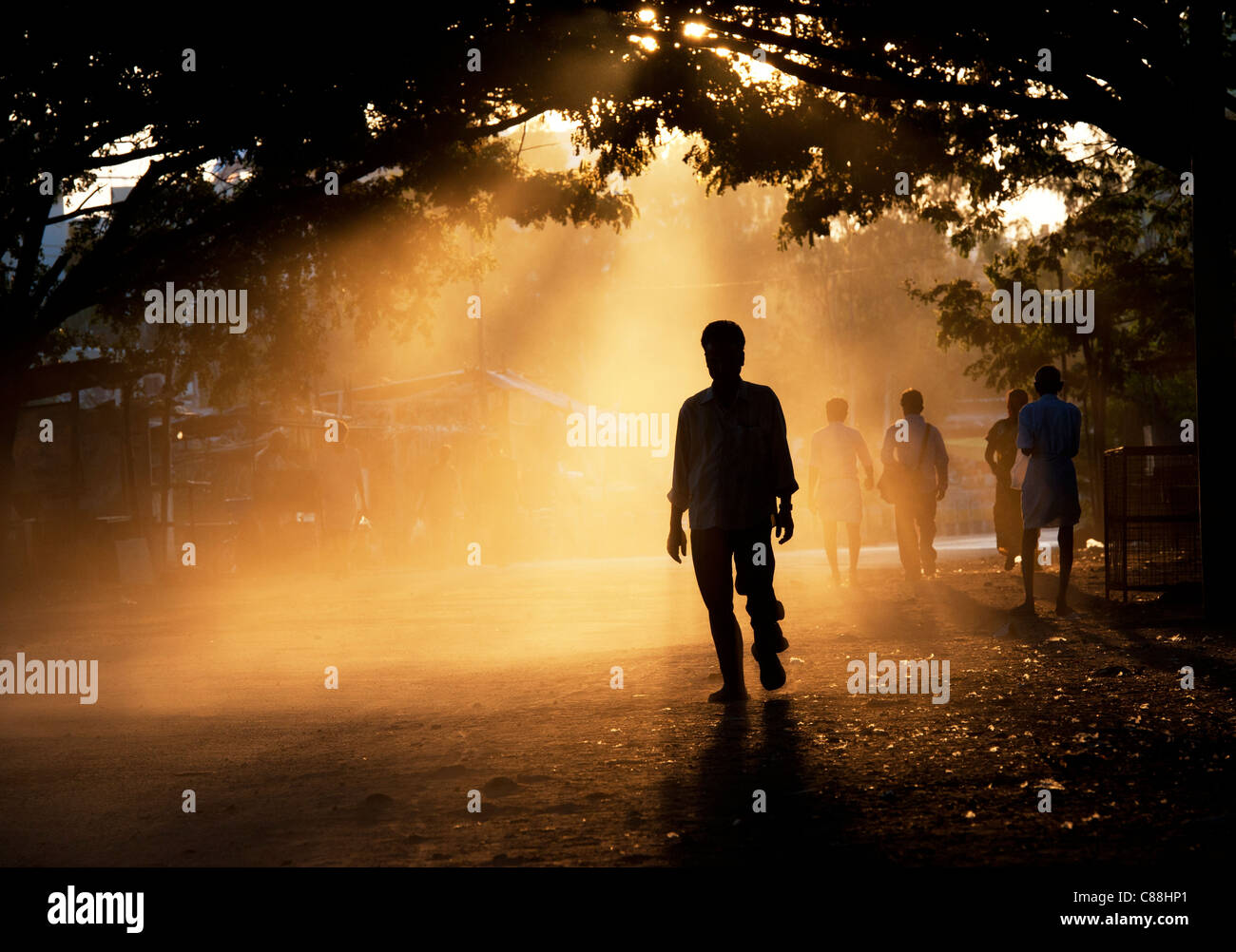 L'homme indien silhouette marchant à travers les arbres de tunnel au coucher du soleil. L'Andhra Pradesh, Inde Banque D'Images