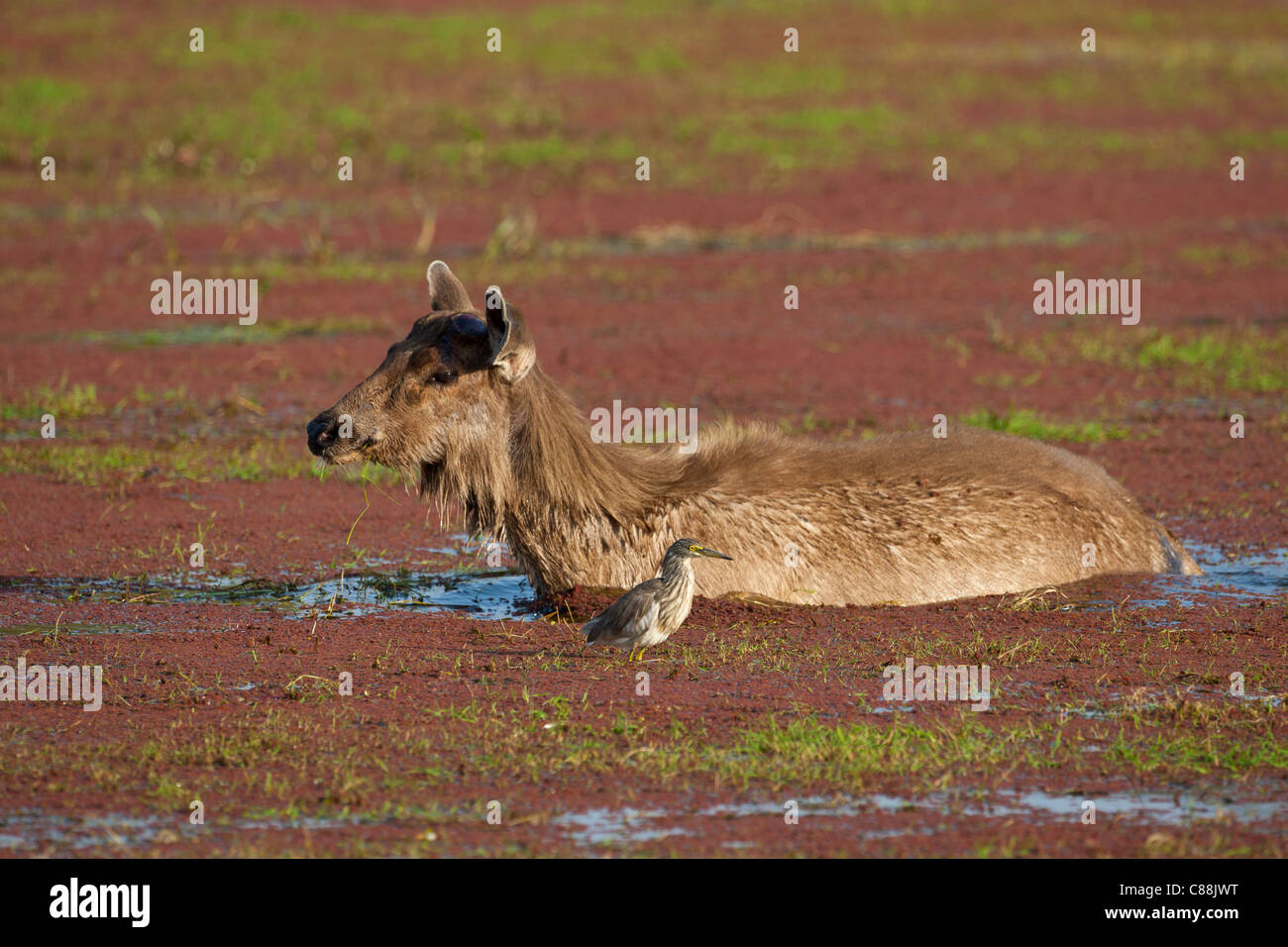 Cerfs Sambar indien, Rusa unicolor, et Indian Pond Heron dans Rajbagh Lake dans le Parc National de Ranthambhore, Rajasthan, Inde Banque D'Images