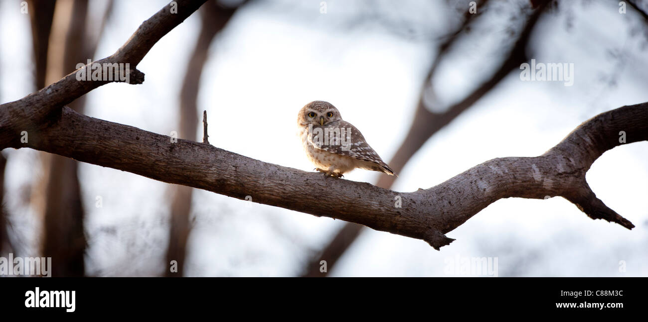 Chouette bird, Athene brama, dans le Parc National de Ranthambhore, Rajasthan, Inde du Nord Banque D'Images