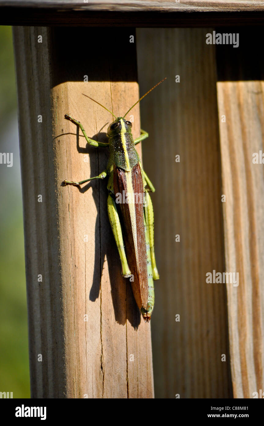 Oiseau obscur sauterelle (Schistocerca obscura) - Grande sauterelle sur garde-corps en bois Banque D'Images