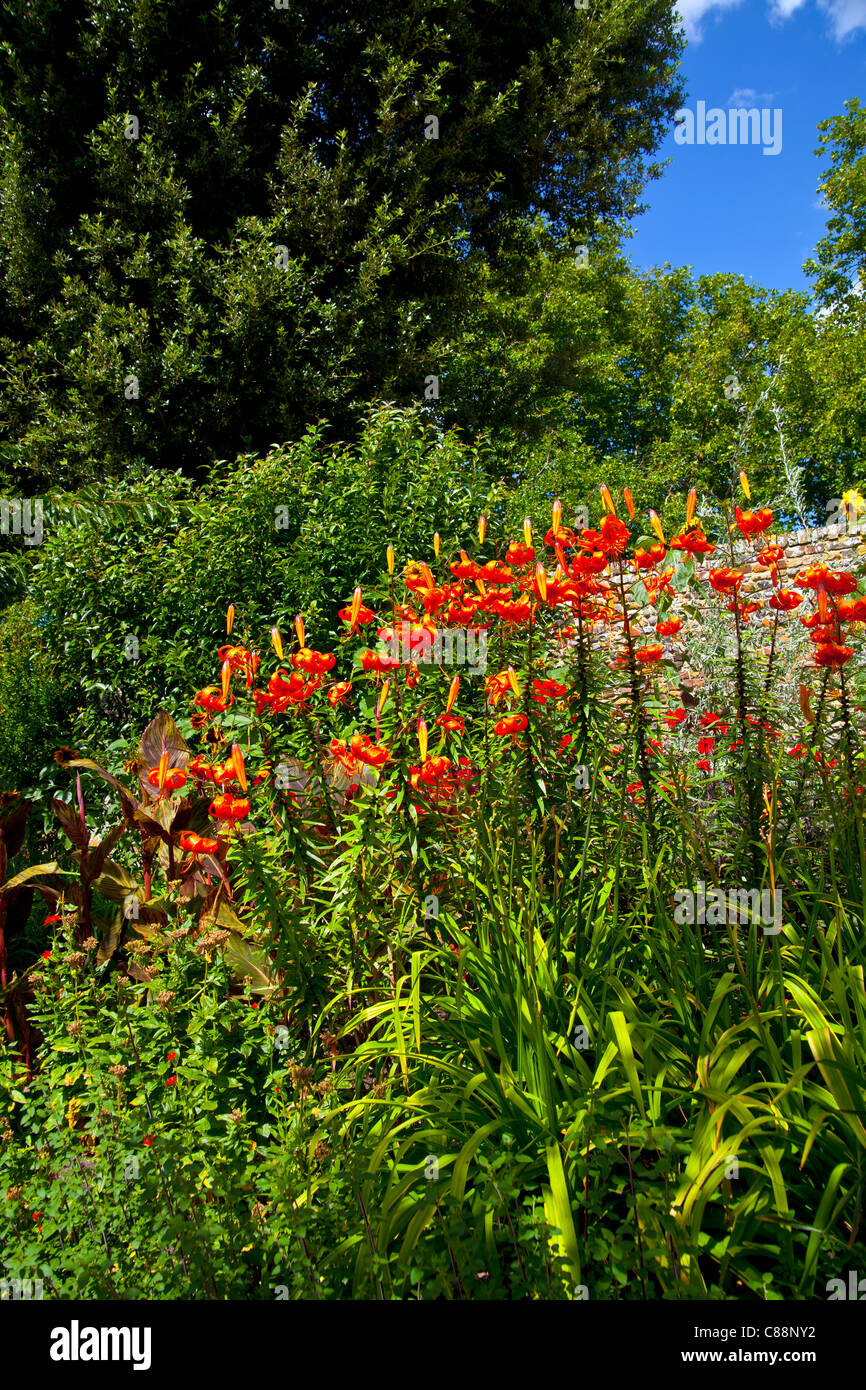 Tiger Lillies dans un jardin dans le Kent en Angleterre Banque D'Images