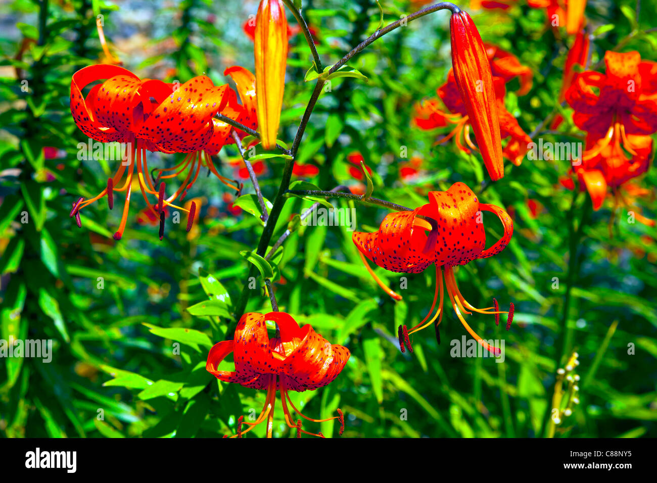 Tiger Lillies dans un jardin dans le Kent en Angleterre Banque D'Images