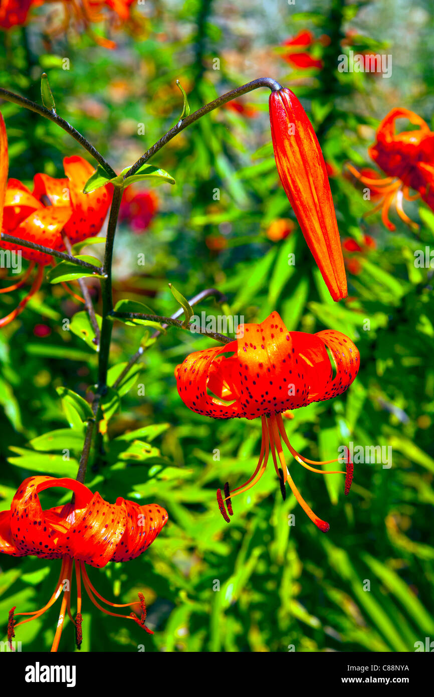 Tiger Lilies dans un jardin dans le Kent en Angleterre Banque D'Images
