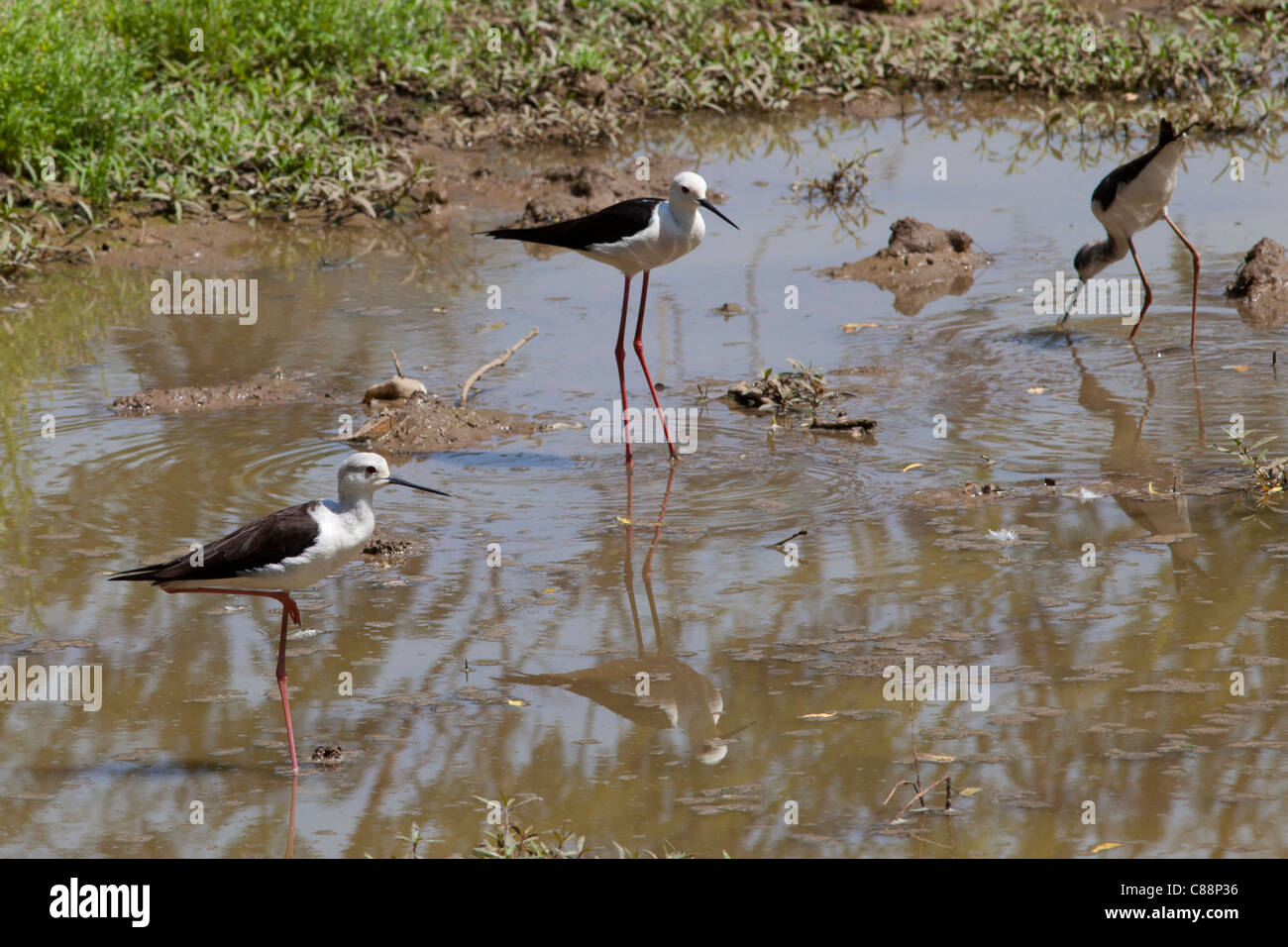 Ailes Noires des échasses, Himantopus himantopus, dans l'eau trou à Kutalpura Village de Rajasthan, Inde du Nord Banque D'Images