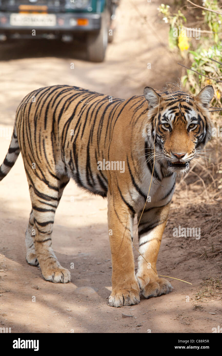 Femme Tigre du Bengale, Panthera tigris tigris, dans le parc national de Ranthambore, Rajasthan, Inde Banque D'Images