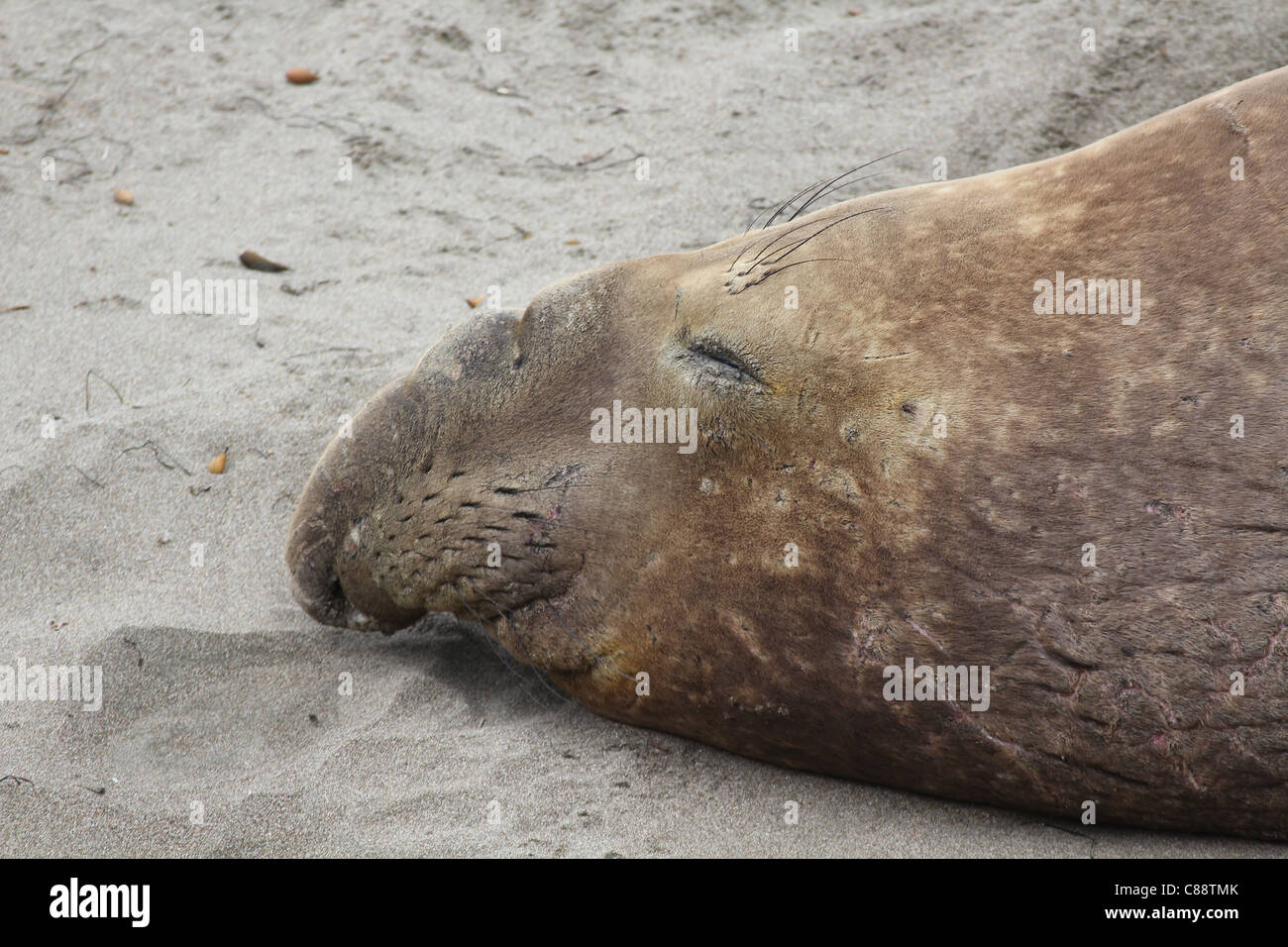 Un éléphant mâle adulte sommeil (Mirounga angustirostris) Océan Pacifique, San Simeon, California, USA Banque D'Images