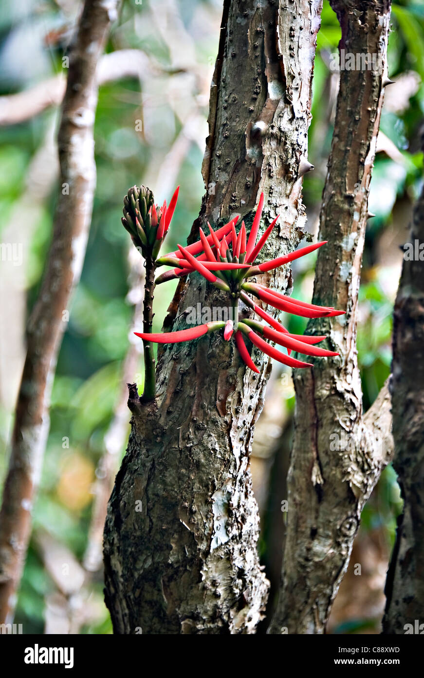 Fleurs rouge vif sur les tiges courtes sur un petit arbre corail dans les jardins Victoria Peak Hong Kong Chine Asie Banque D'Images