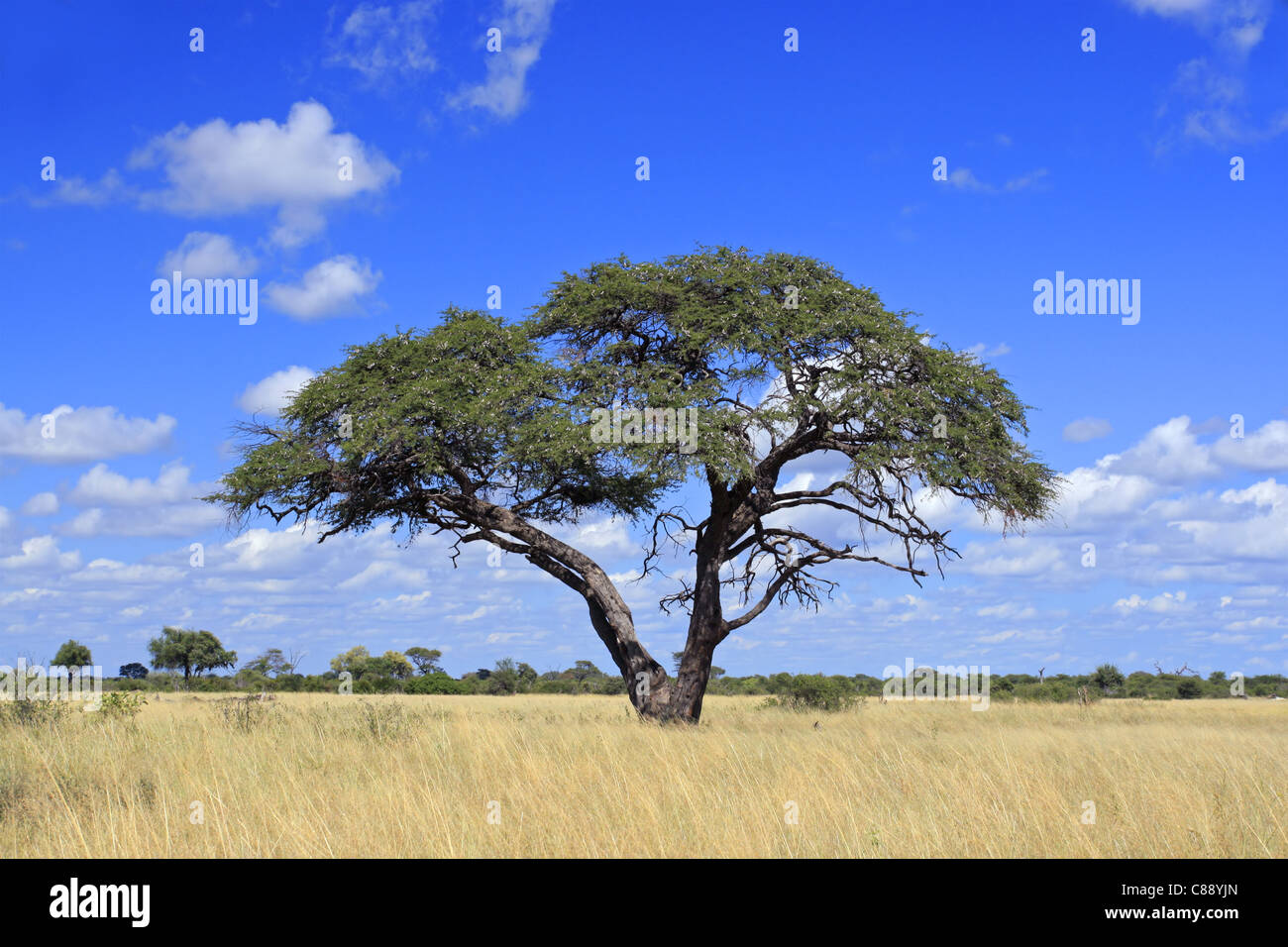 Paysage africain avec une belle Acacia (Acacia erioloba), le parc national de Hwange, Zimbabwe, Afrique du Sud Banque D'Images