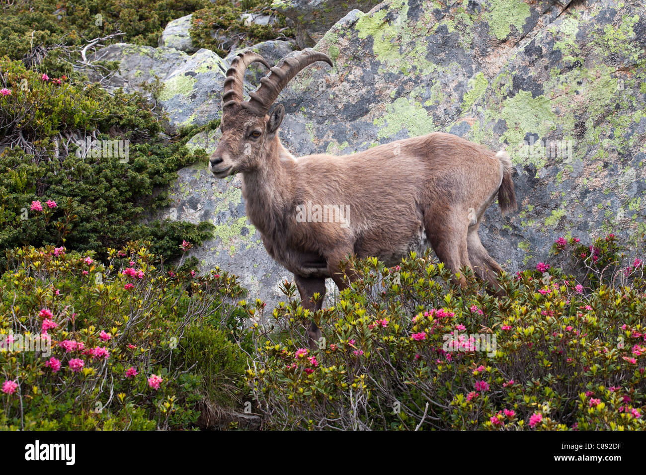 Flégère Chamonix - Lac Blanc Trek : Ibex Banque D'Images