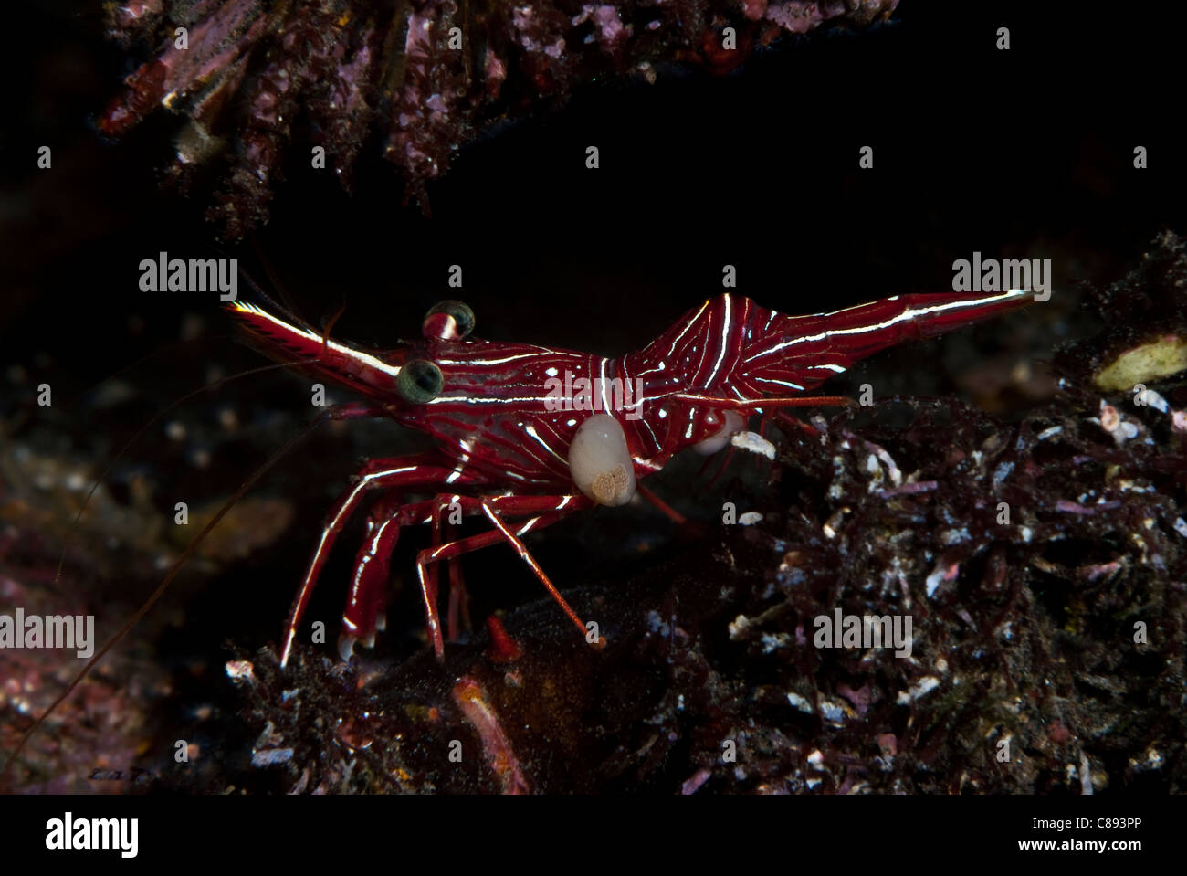 Hingebeak avec Durban Crevettes parasite sous l'eau. Banque D'Images