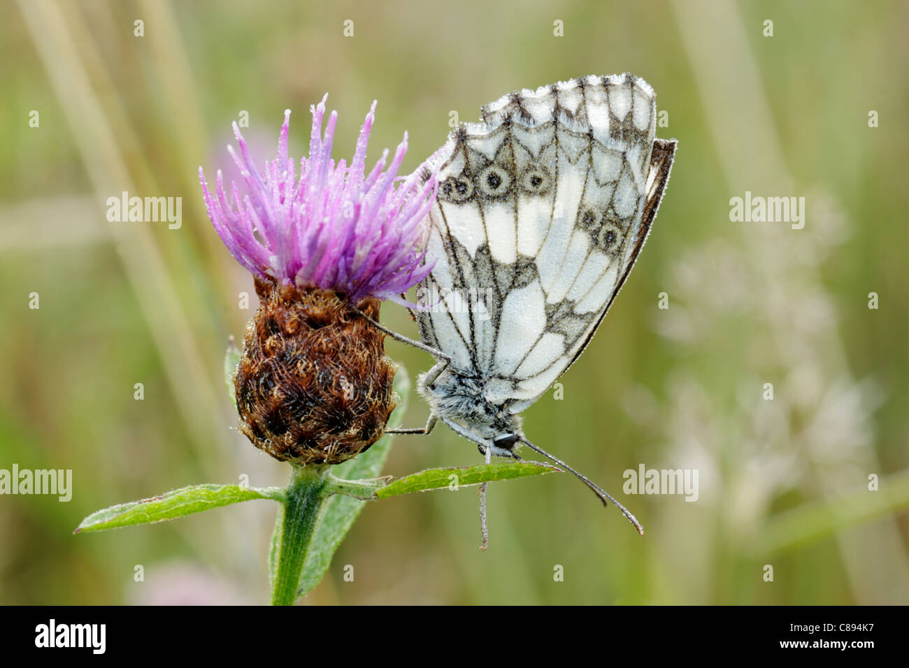 Papillon blanc marbré (Melanargia galathea) mâle perché sur la centaurée noire montrant sous les ailes sont couvertes dans la rosée Banque D'Images