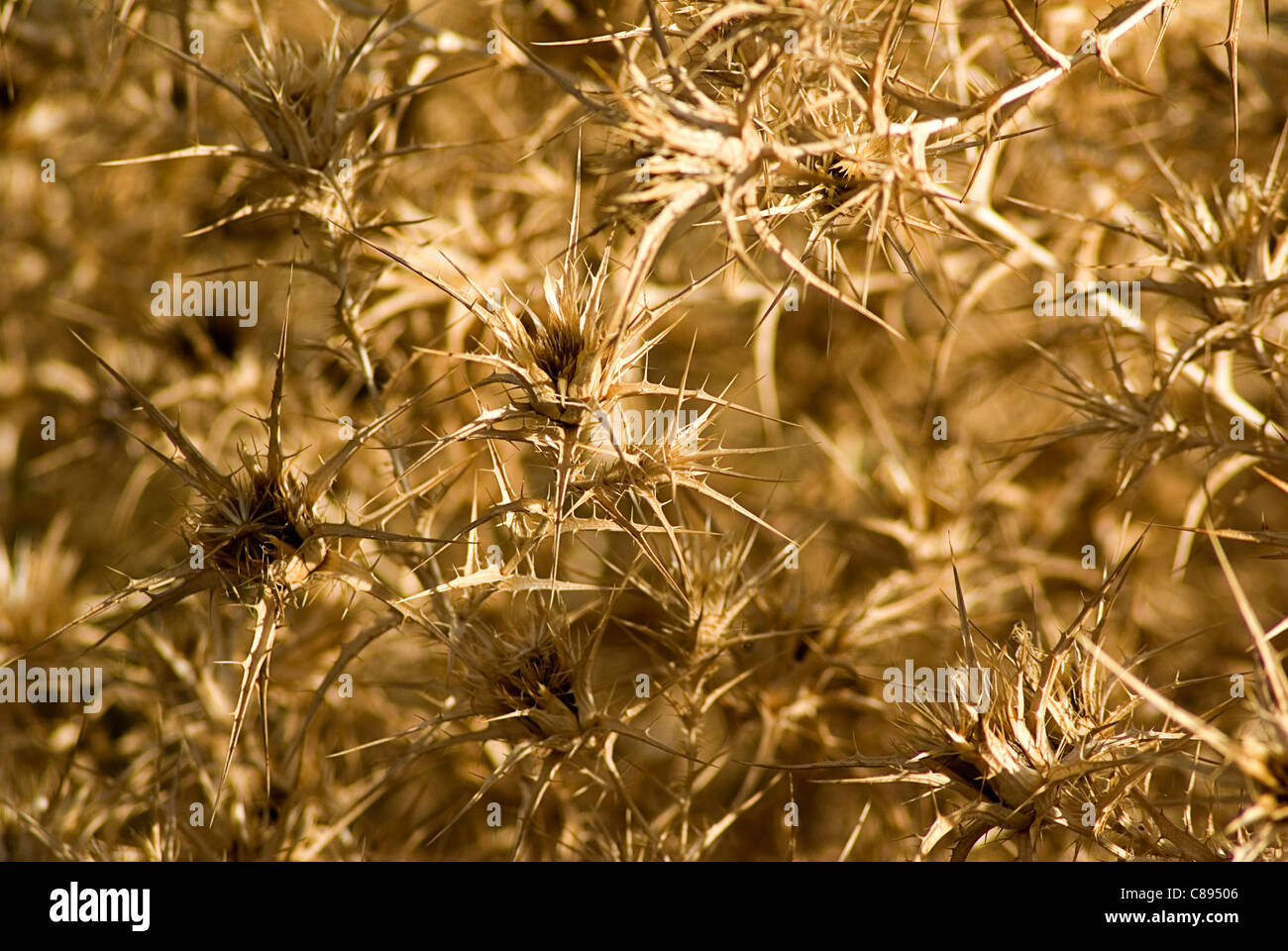 Chardon à sec pendant la saison estivale Banque D'Images