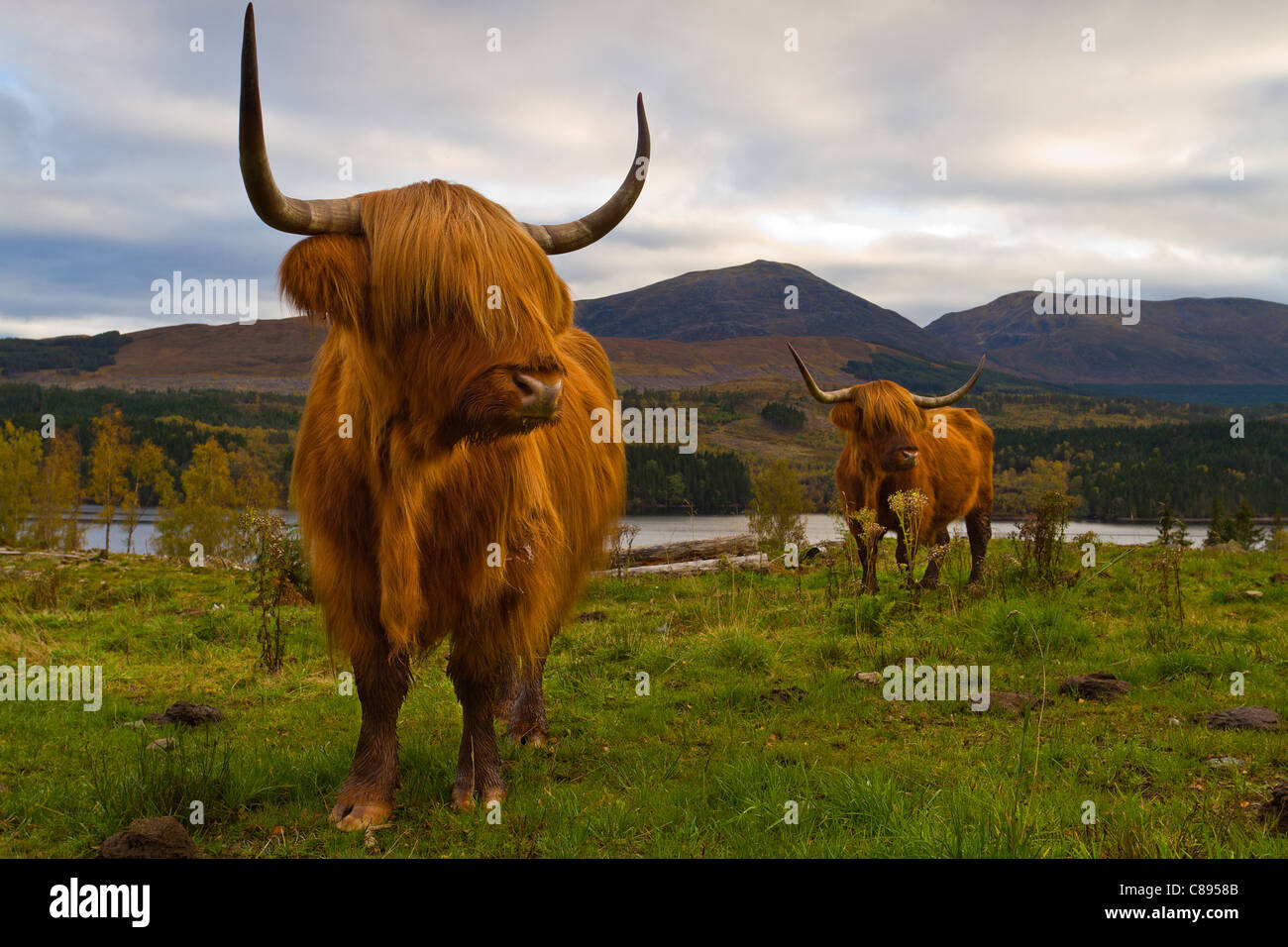 Highland cattle prise au dessus de Loch Garry dans les Highlands écossais. Banque D'Images