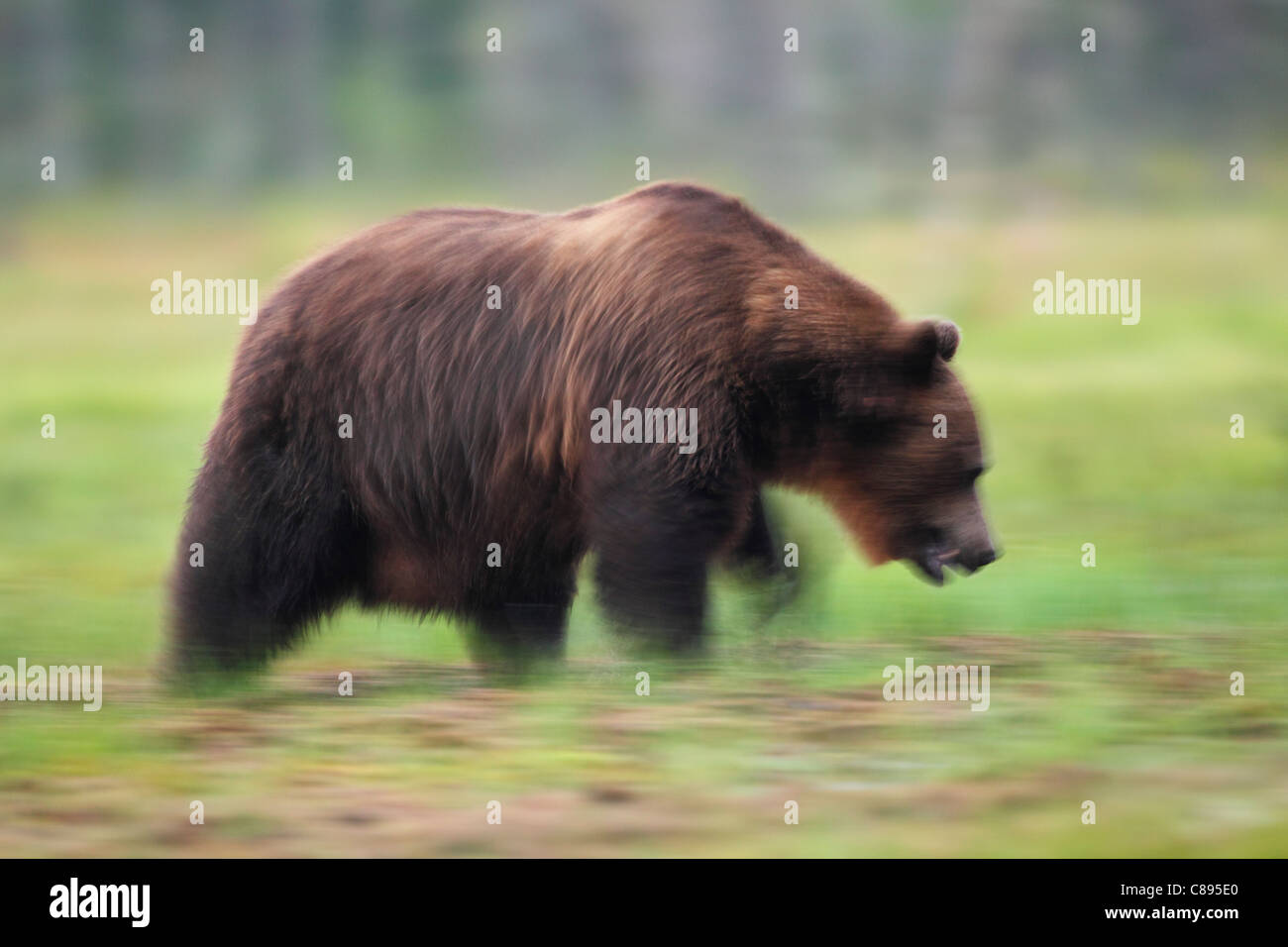 L'ours sauvage européenne (Ursus arctos) rôdant autour de résumé montrant circulation Banque D'Images
