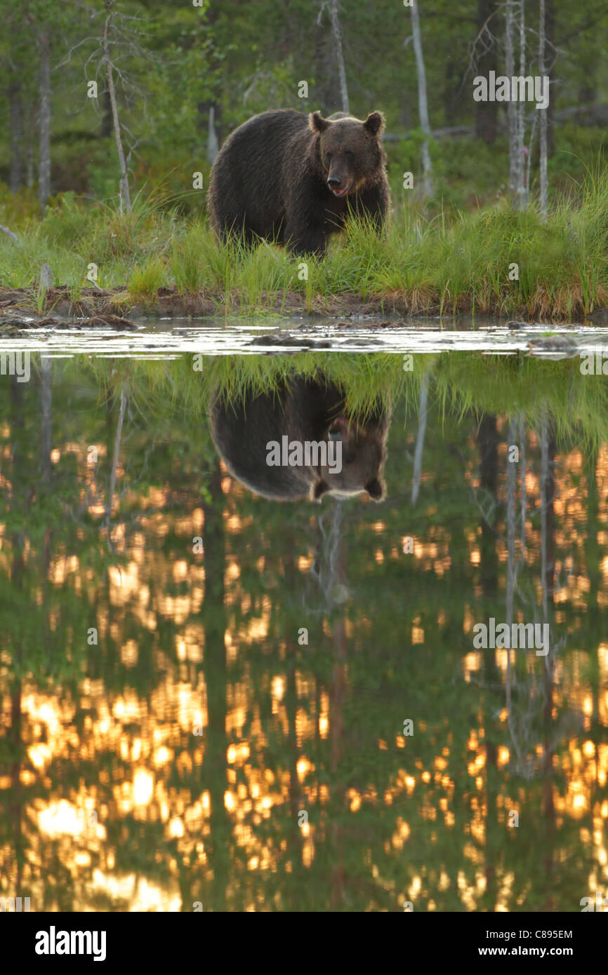 L'ours sauvage européenne (Ursus arctos) aux côtés d'un petit lac au crépuscule avec les couleurs du soir reflète dans l'eau Banque D'Images