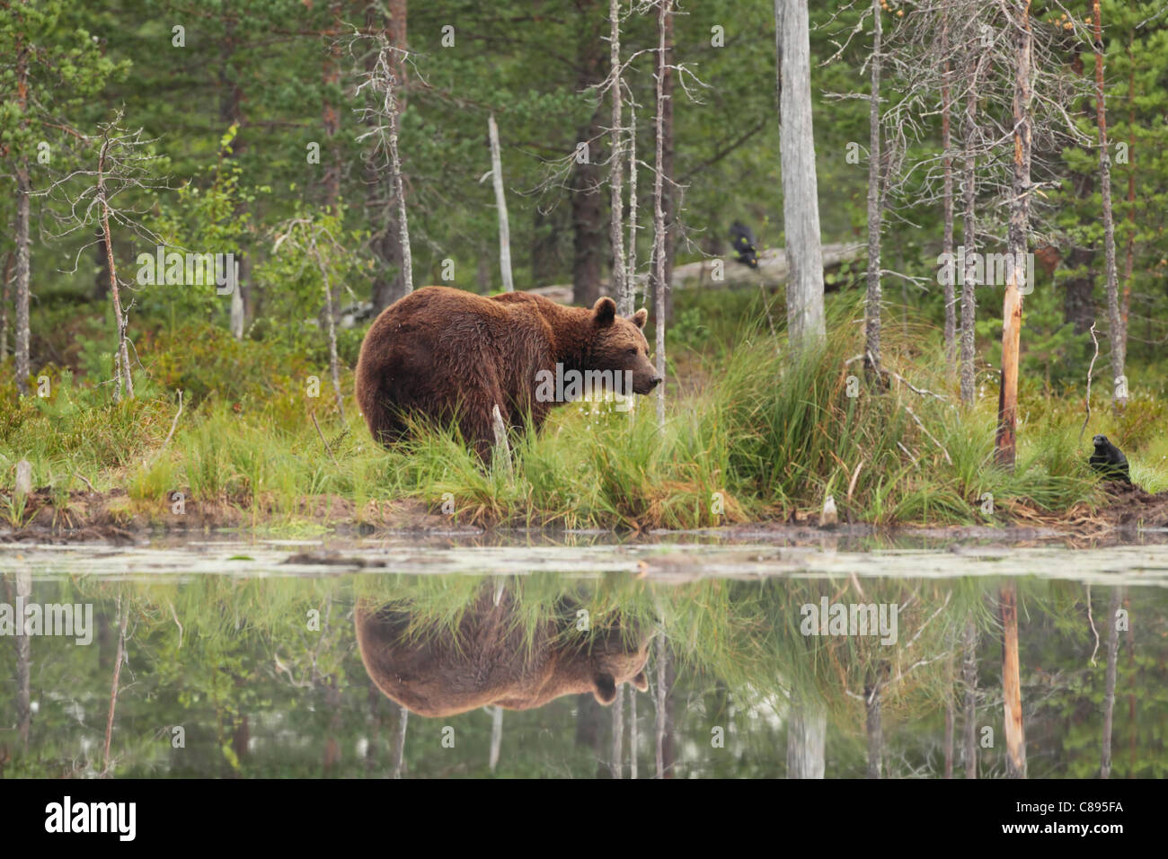 L'ours sauvage européenne (Ursus arctos) au bord des bois reflète dans un petit lac Banque D'Images