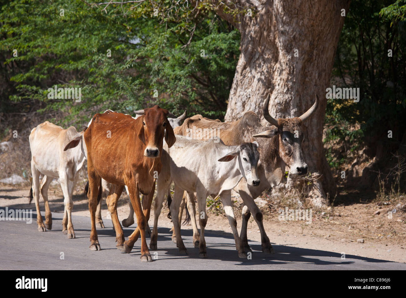 Des vaches sacrées de la balade le long de la route de Jaipur, Rajasthan, Inde du Nord Banque D'Images