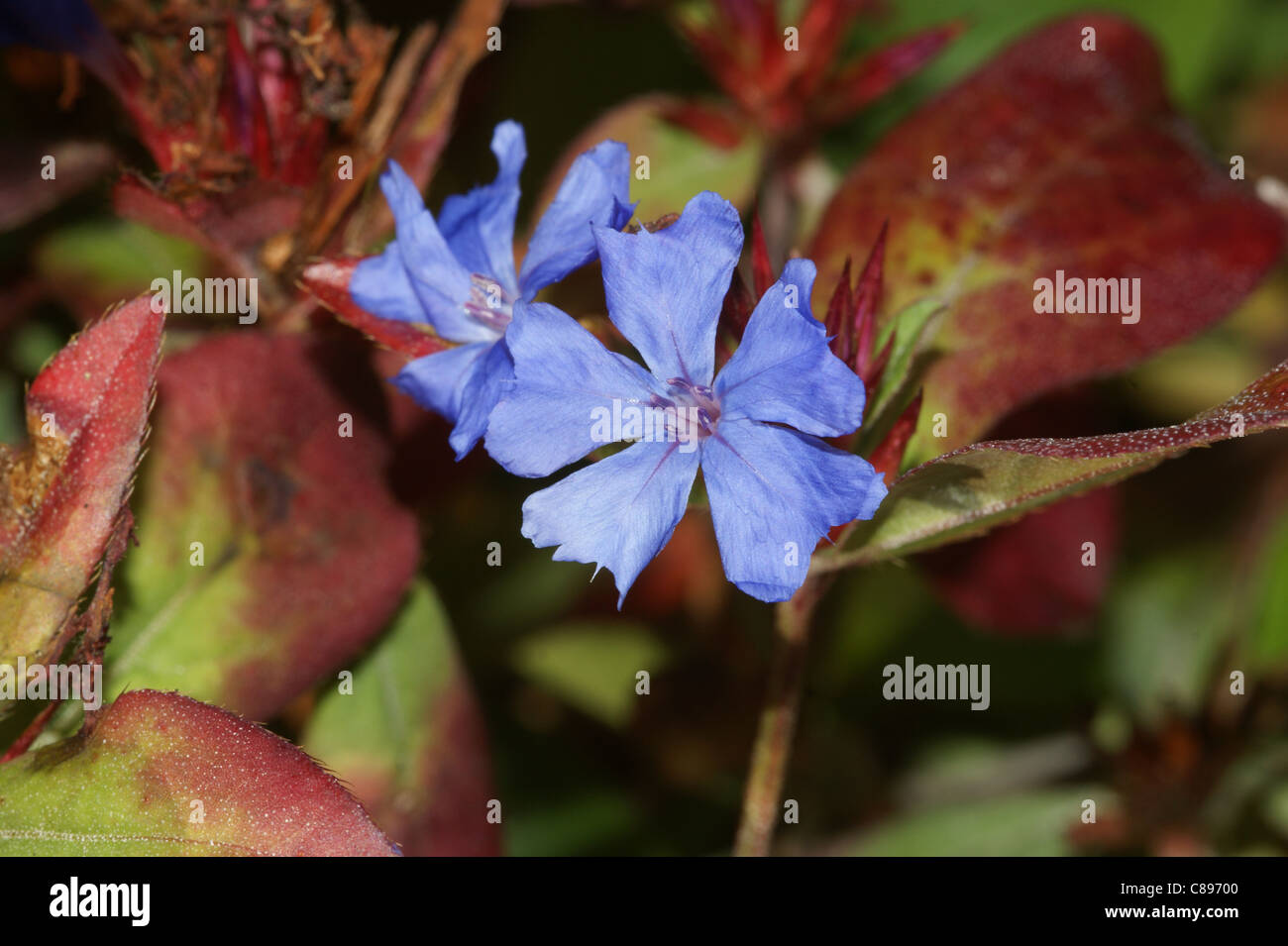Ceratostigma plumbaginoides Banque D'Images
