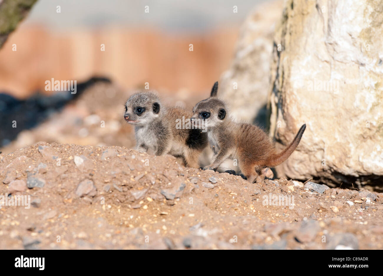 Bébé deux suricates Banque D'Images