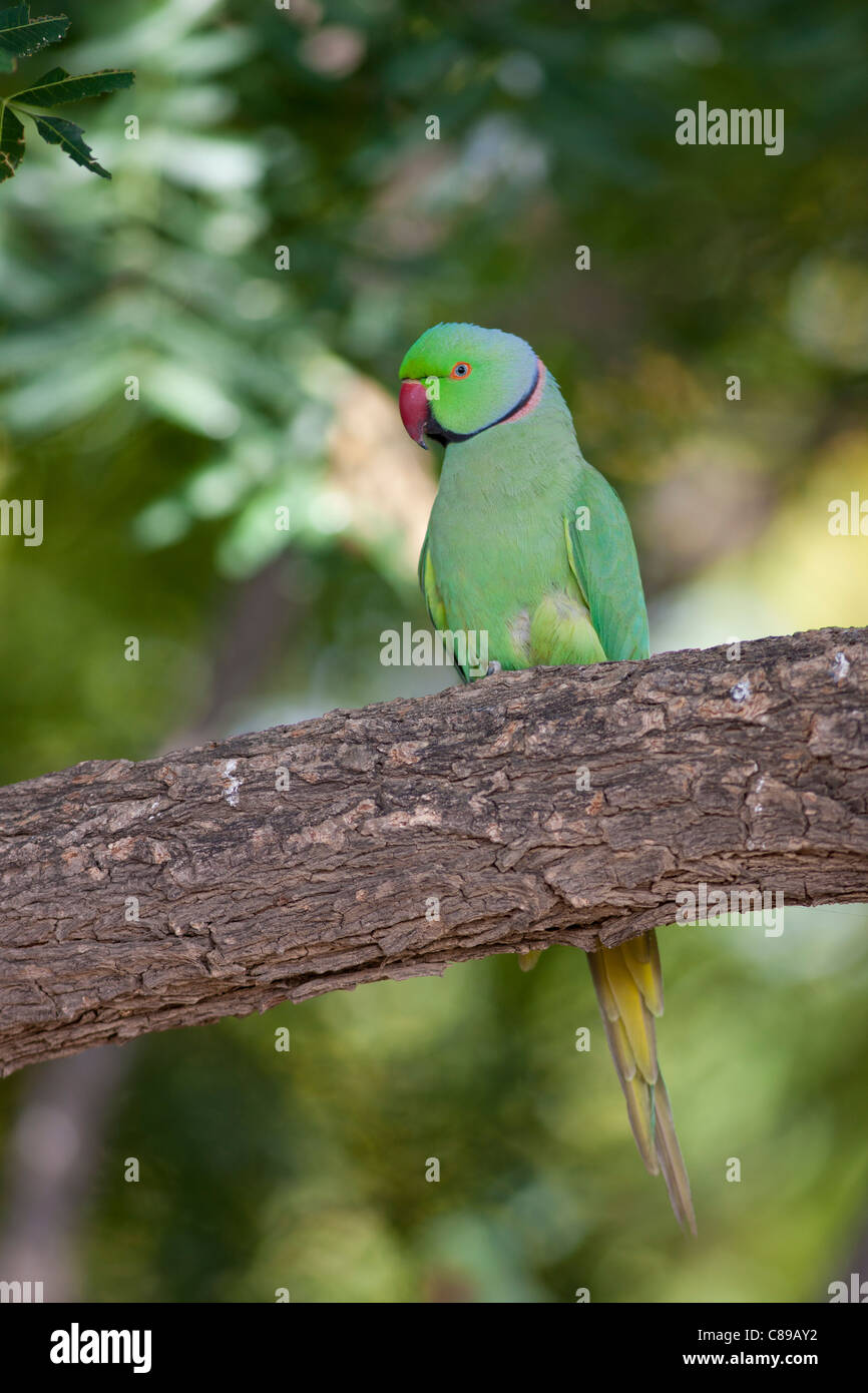 Rose-Ringed indien perruche, Psittacula krameri, sur branche d'arbre en village de Nimaj, Rajasthan, Inde du Nord Banque D'Images