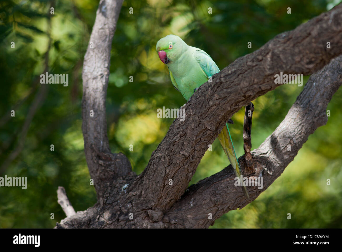 Rose-Ringed indien perruche, Psittacula krameri, sur branche d'arbre en village de Nimaj, Rajasthan, Inde du Nord Banque D'Images