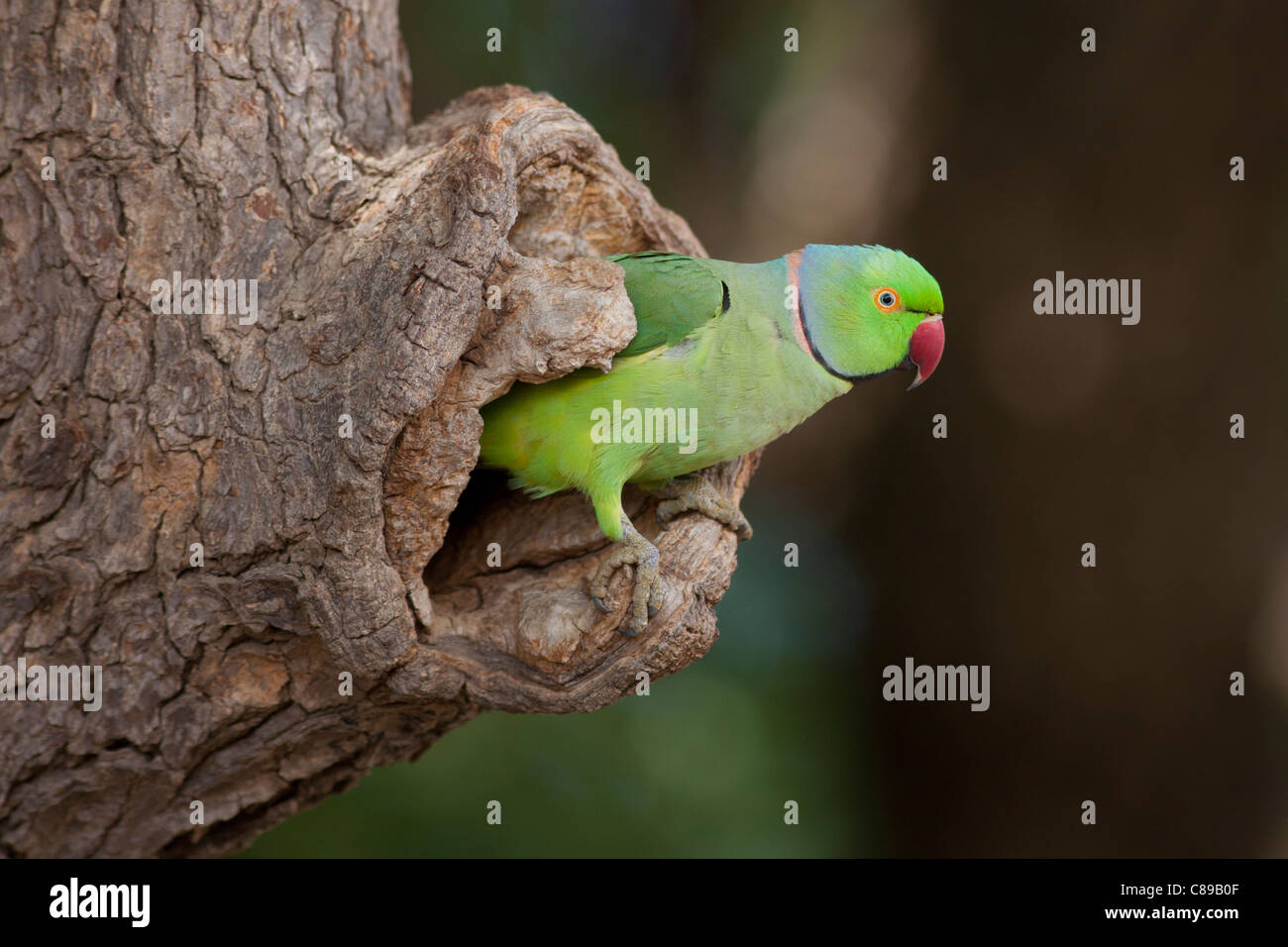 Rose-Ringed indien perruche, Psittacula krameri, dans le trou de l'arbre du village Nimaj, Rajasthan, Inde du Nord Banque D'Images