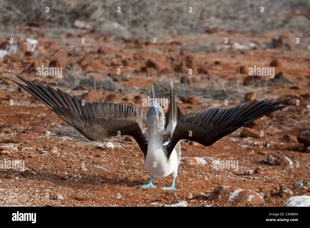 Blue-footed Booby (Sula nebouxii) le ciel pointant pendant la danse de la cour sur l'île de Seymour Nord dans les îles Galapagos Banque D'Images