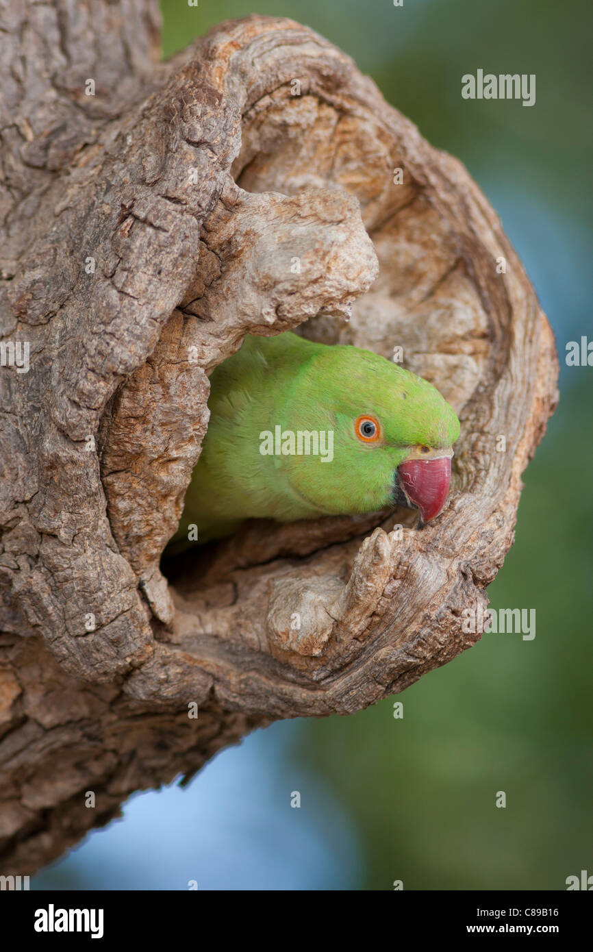 Rose-Ringed indien perruche, Psittacula krameri, dans le trou de l'arbre du village Nimaj, Rajasthan, Inde du Nord Banque D'Images