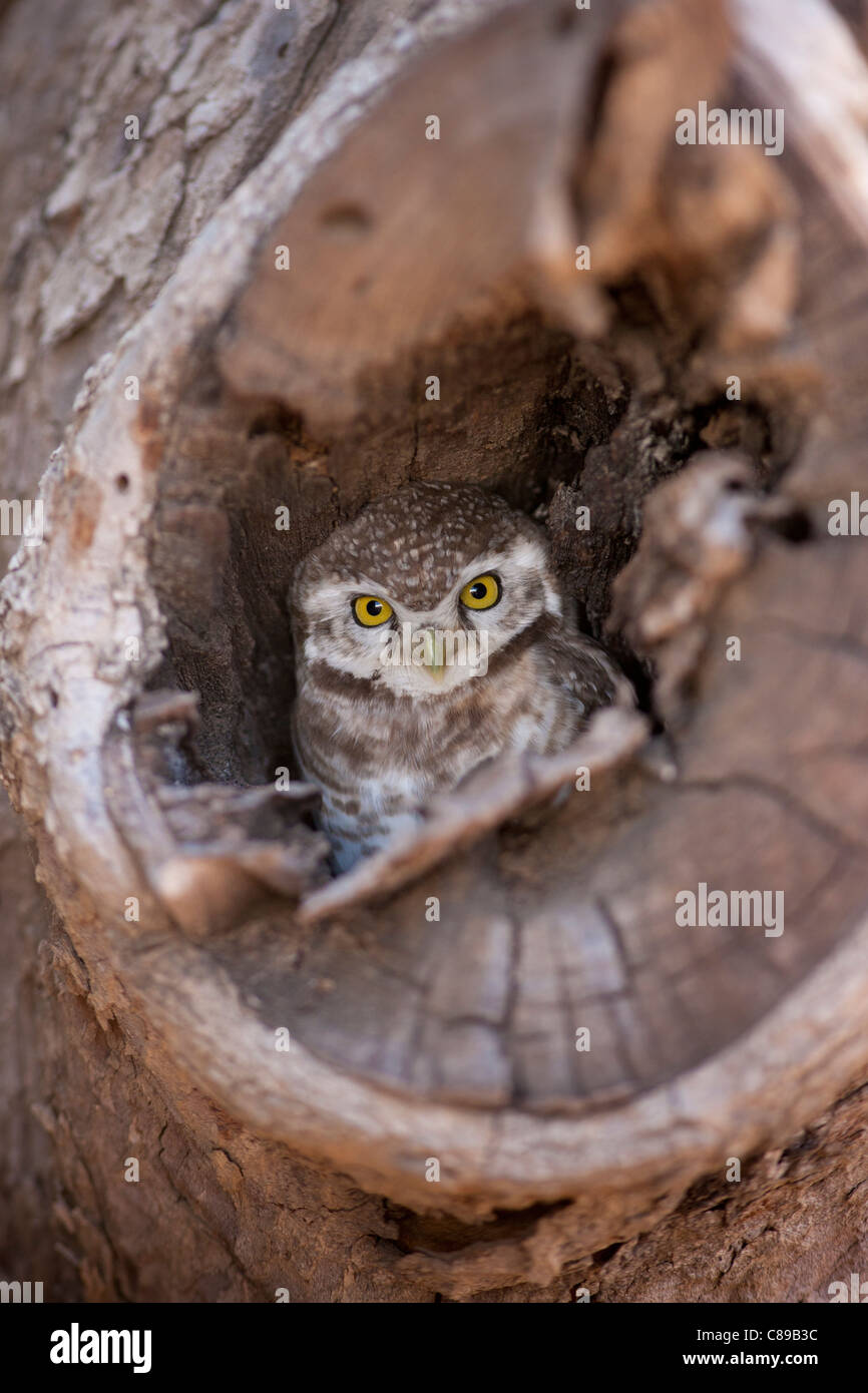 Indian Spotted Owl, Strix occidentalis, dans l'arborescence, nichent dans le village de Nimaj, Rajasthan, Inde du Nord Banque D'Images