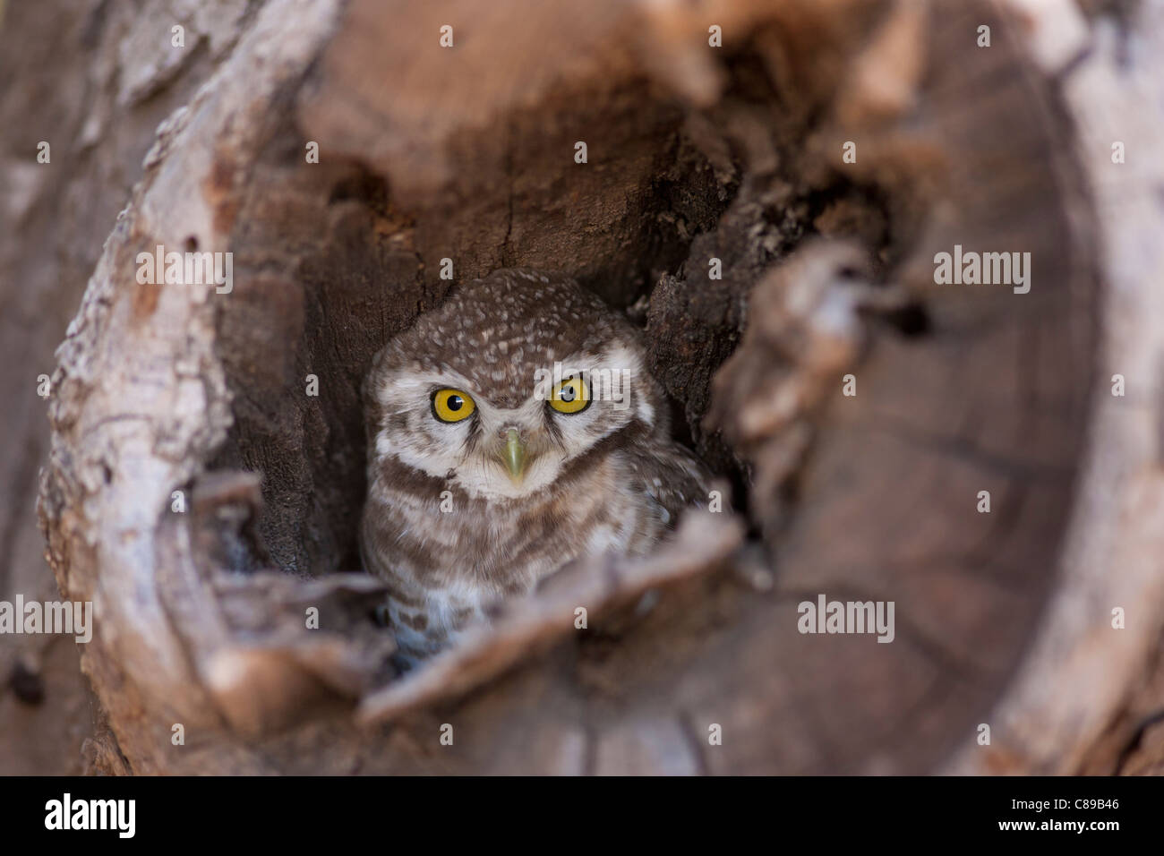 Indian Spotted Owl, Strix occidentalis, dans l'arborescence, nichent dans le village de Nimaj, Rajasthan, Inde du Nord Banque D'Images