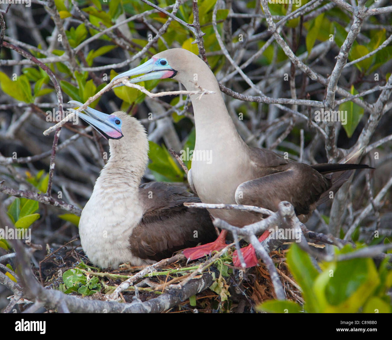 La construction de paires de Booby à pieds rouges (Sula sula) nichent ensemble dans un mangrove, les deux oiseaux tenant une petite branche dans leur bec, Galapagos Banque D'Images