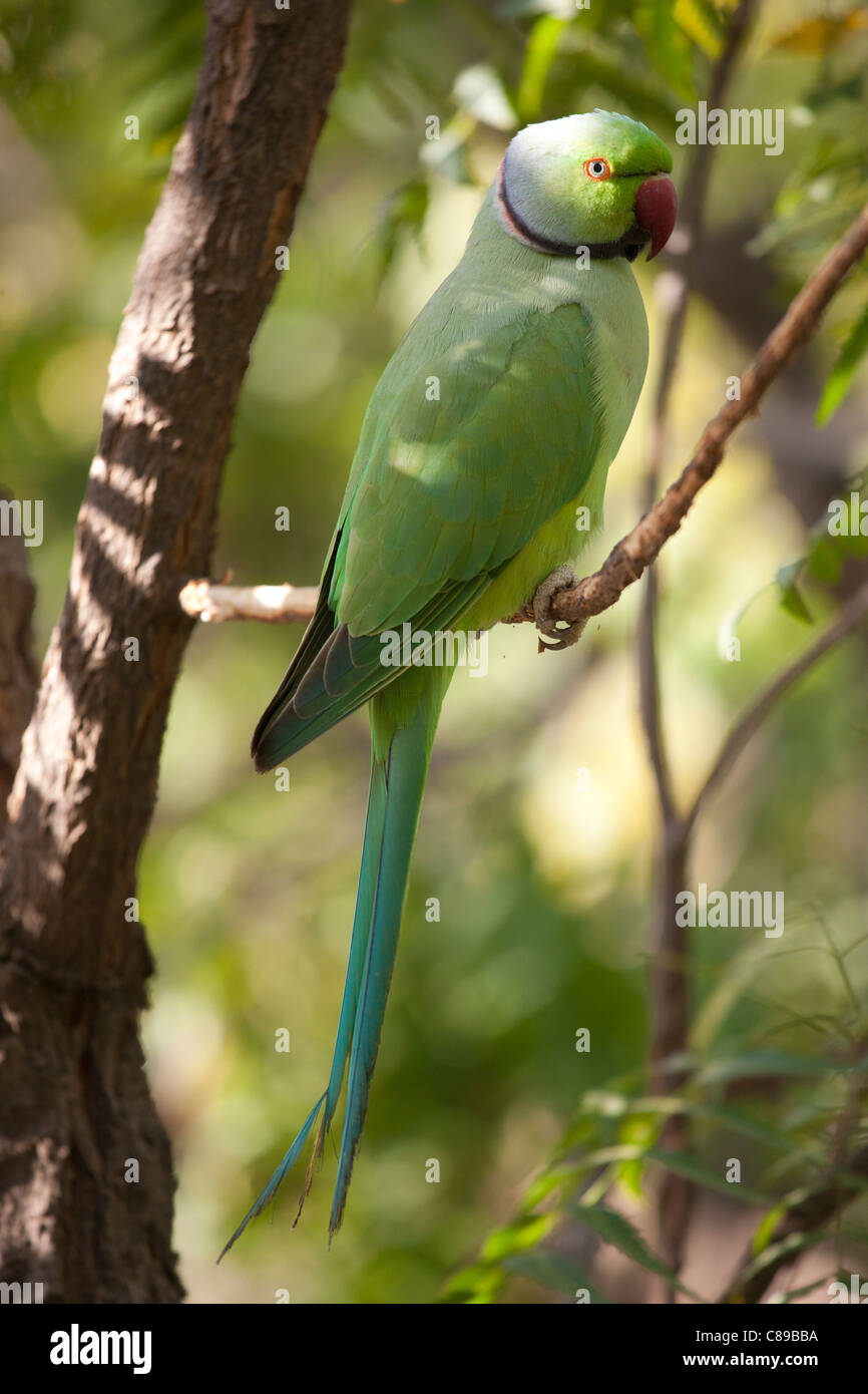 Rose-Ringed indien perruche, Psittacula krameri, sur branche d'arbre en village de Nimaj, Rajasthan, Inde du Nord Banque D'Images