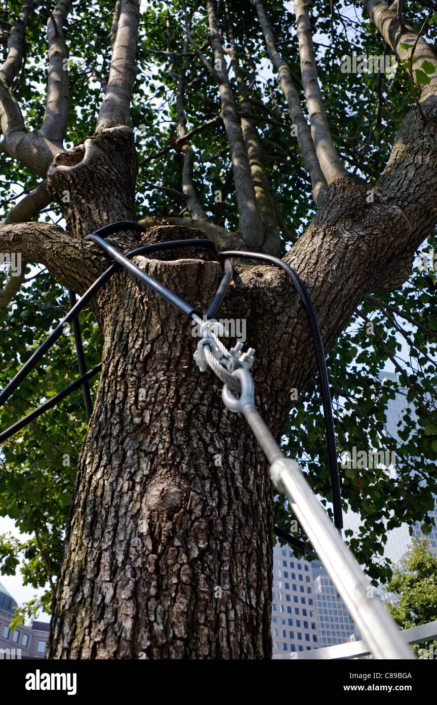 Gravement endommagé par World Trade Center 11 attaques terroristes du 11 septembre à New York City un arbre survivant Callery Pear. Banque D'Images