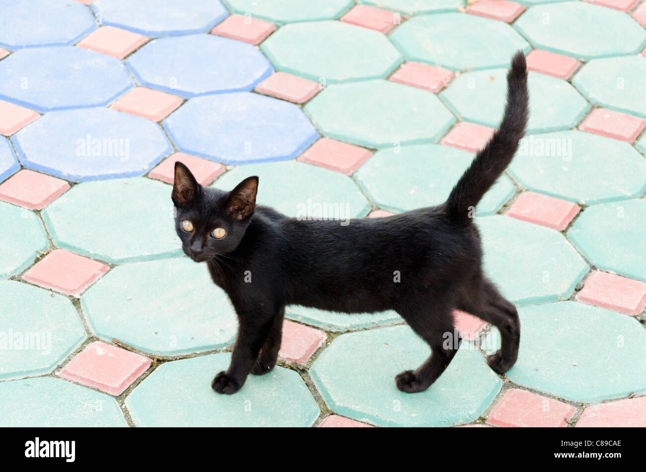 Chat Noir debout sur cour carrelée de couleur Banque D'Images