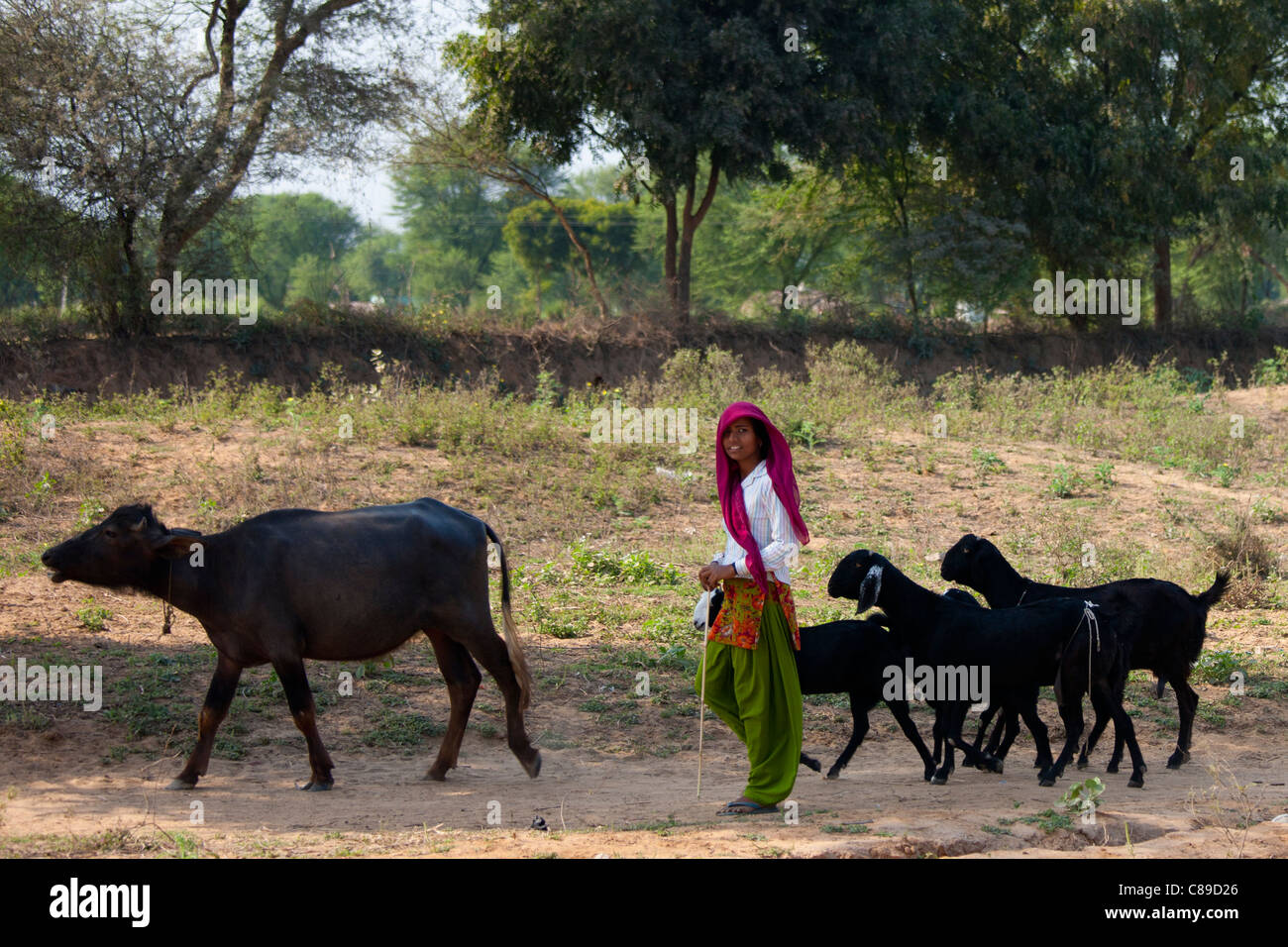 Femme indienne avec troupeau de chèvres à Sawai Madhopur au Rajasthan, Inde du Nord Banque D'Images